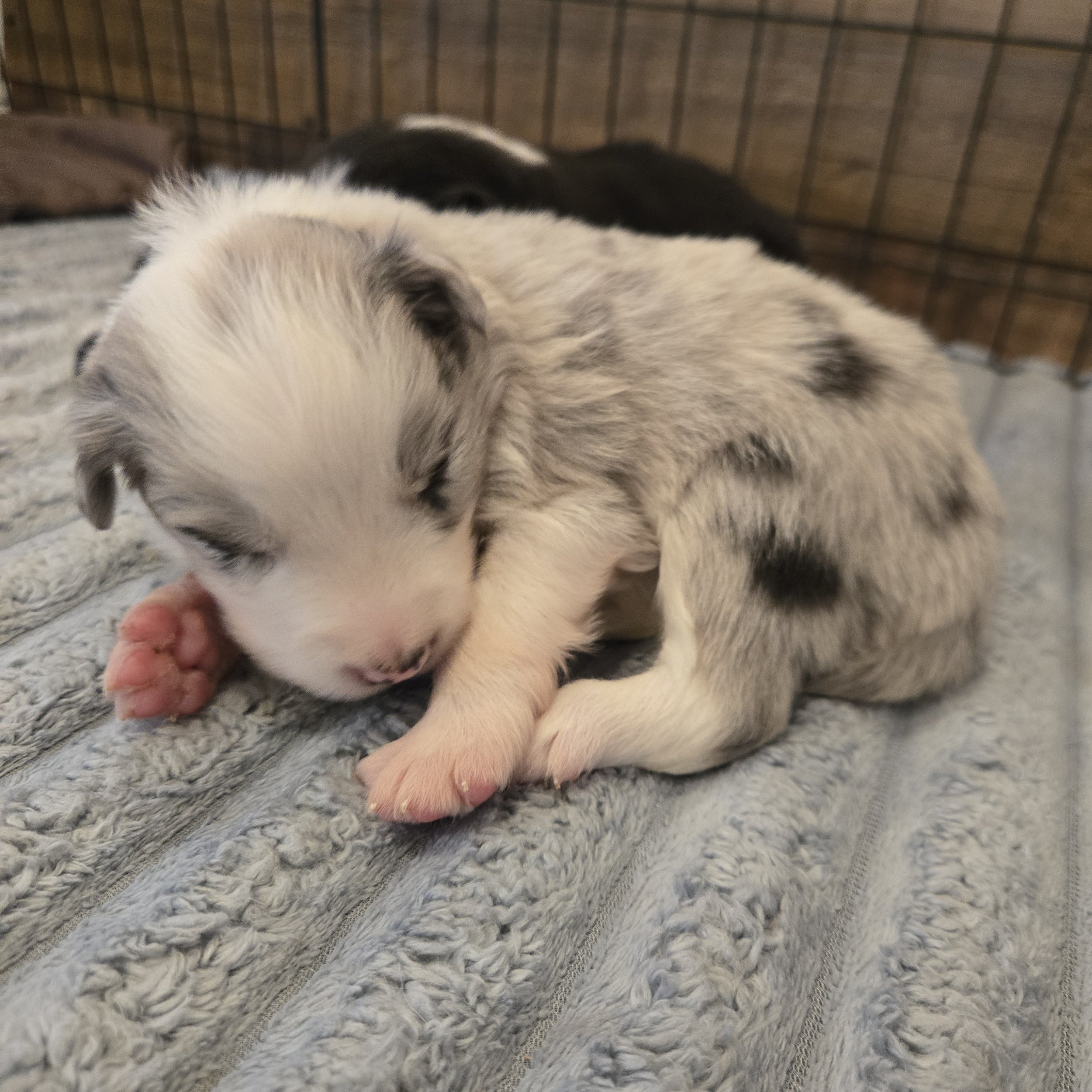 Blue Merle Boy 2