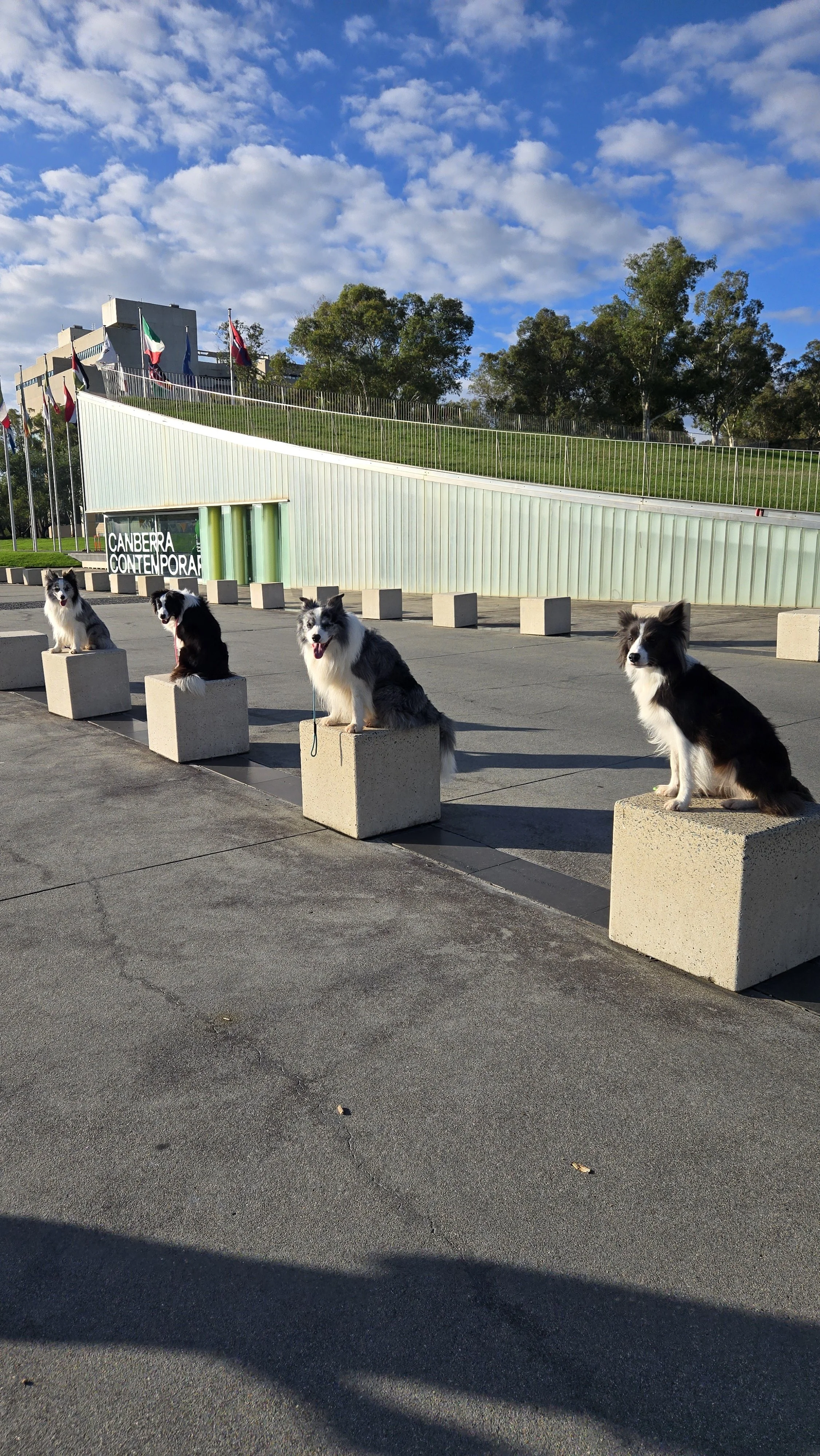 border collie breeder australia dog trainer dog training canberra