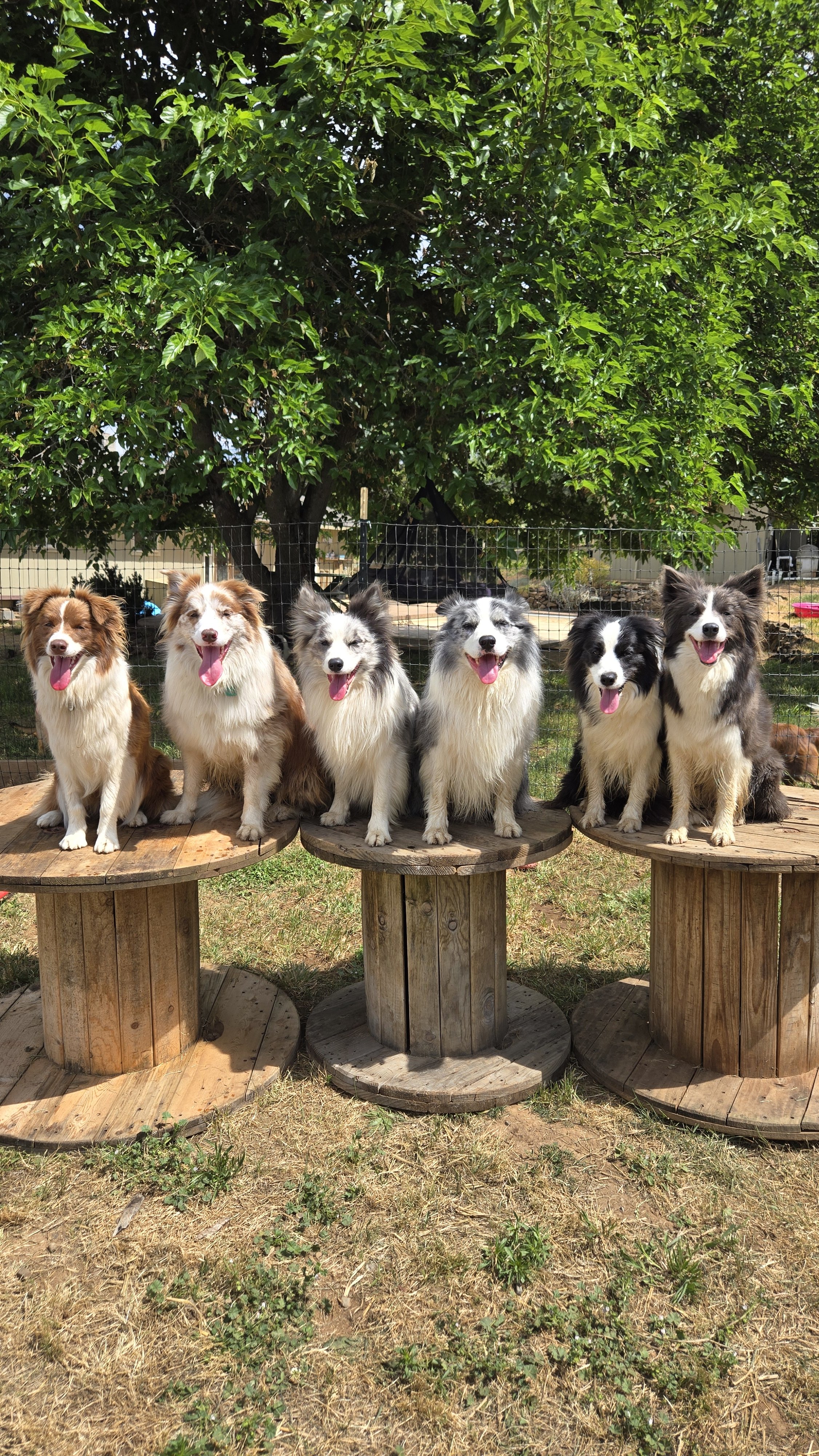 border collie breeder australia