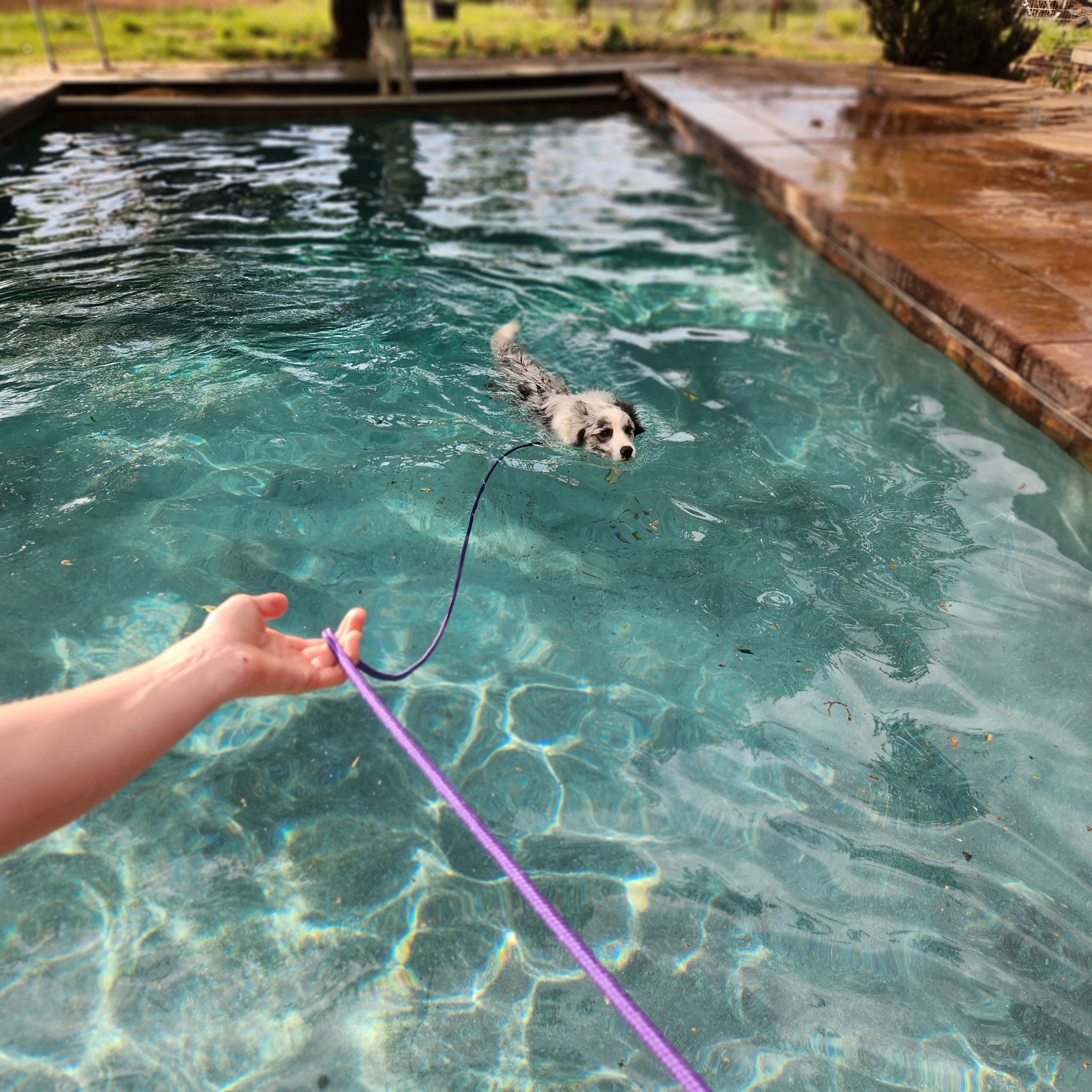 A dog swimming in a pool with a purple leash attached to its collar, near a stone deck and a grassy yard with trees in the background.