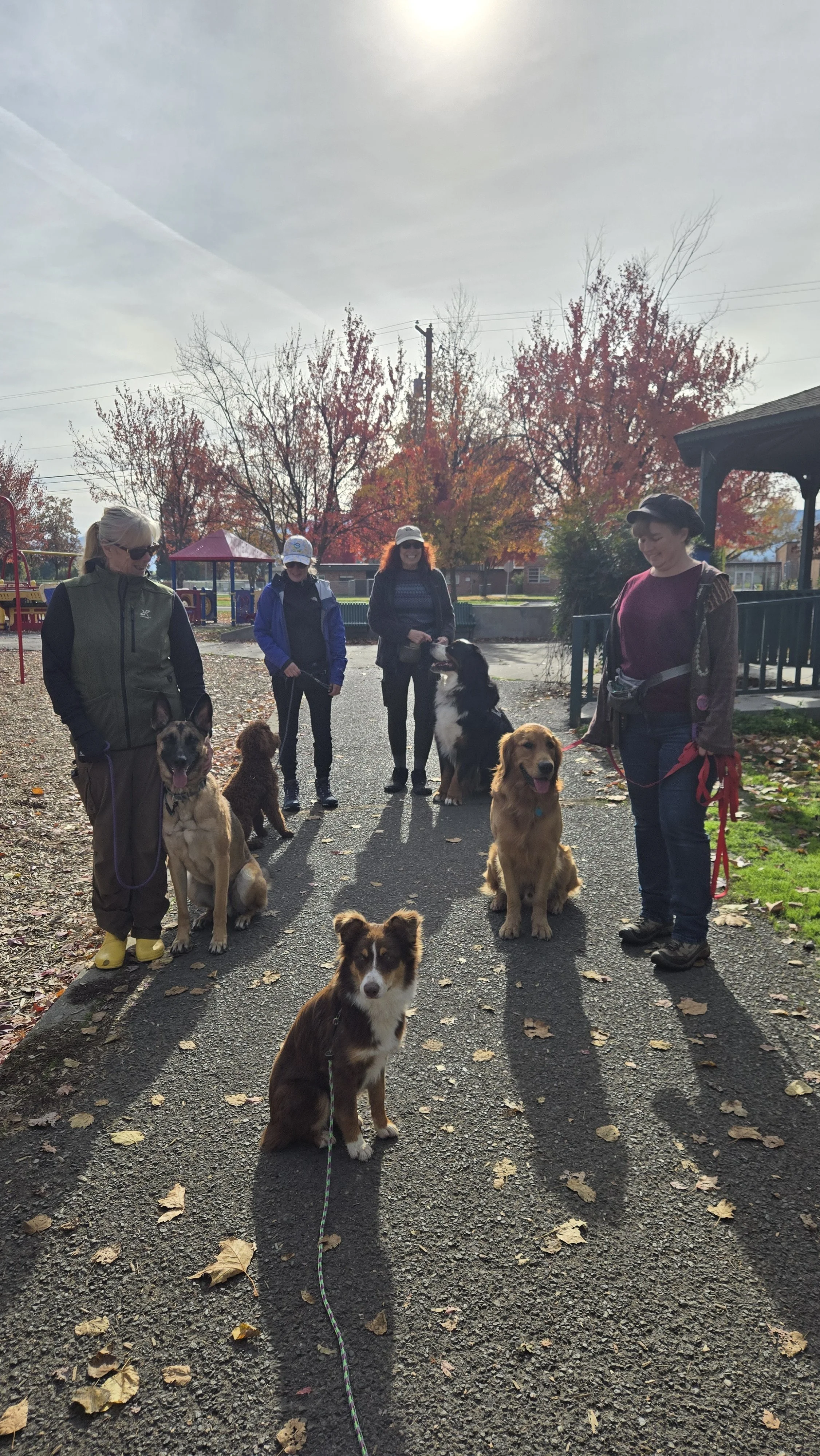 dog training class australia dog trainer dog training canberra