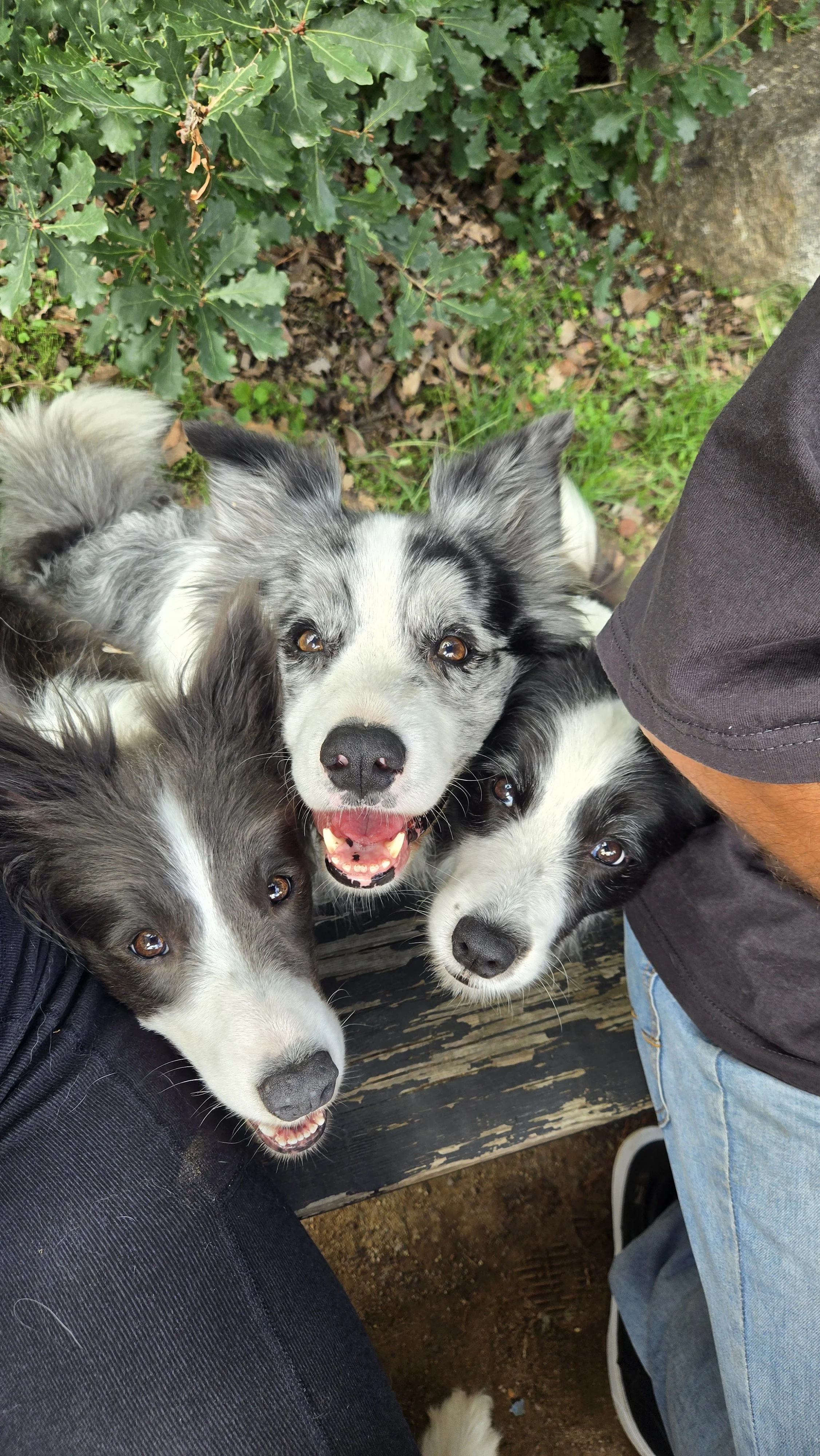 border collie breeder australia dog trainer dog training canberra