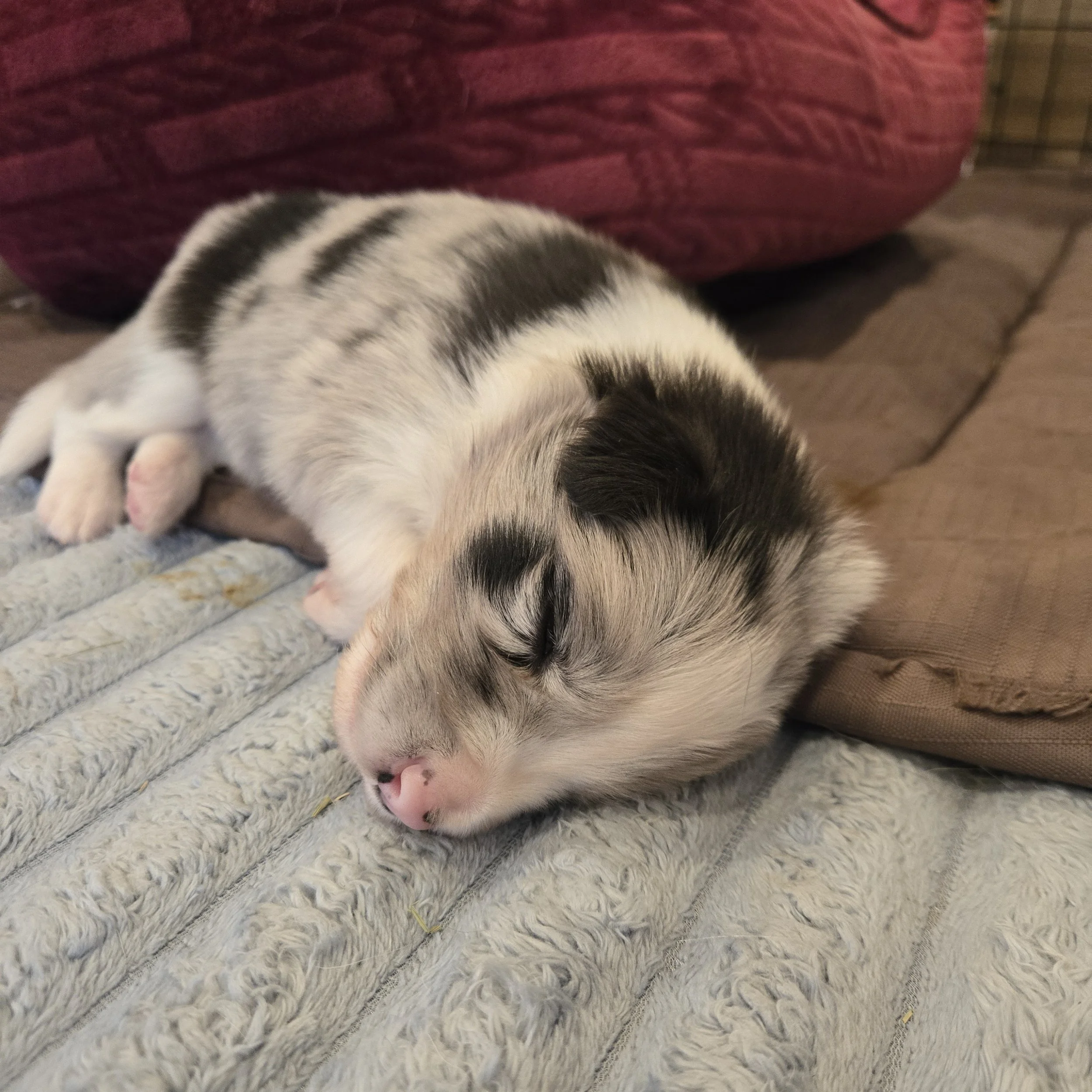 Blue Merle Boy 1