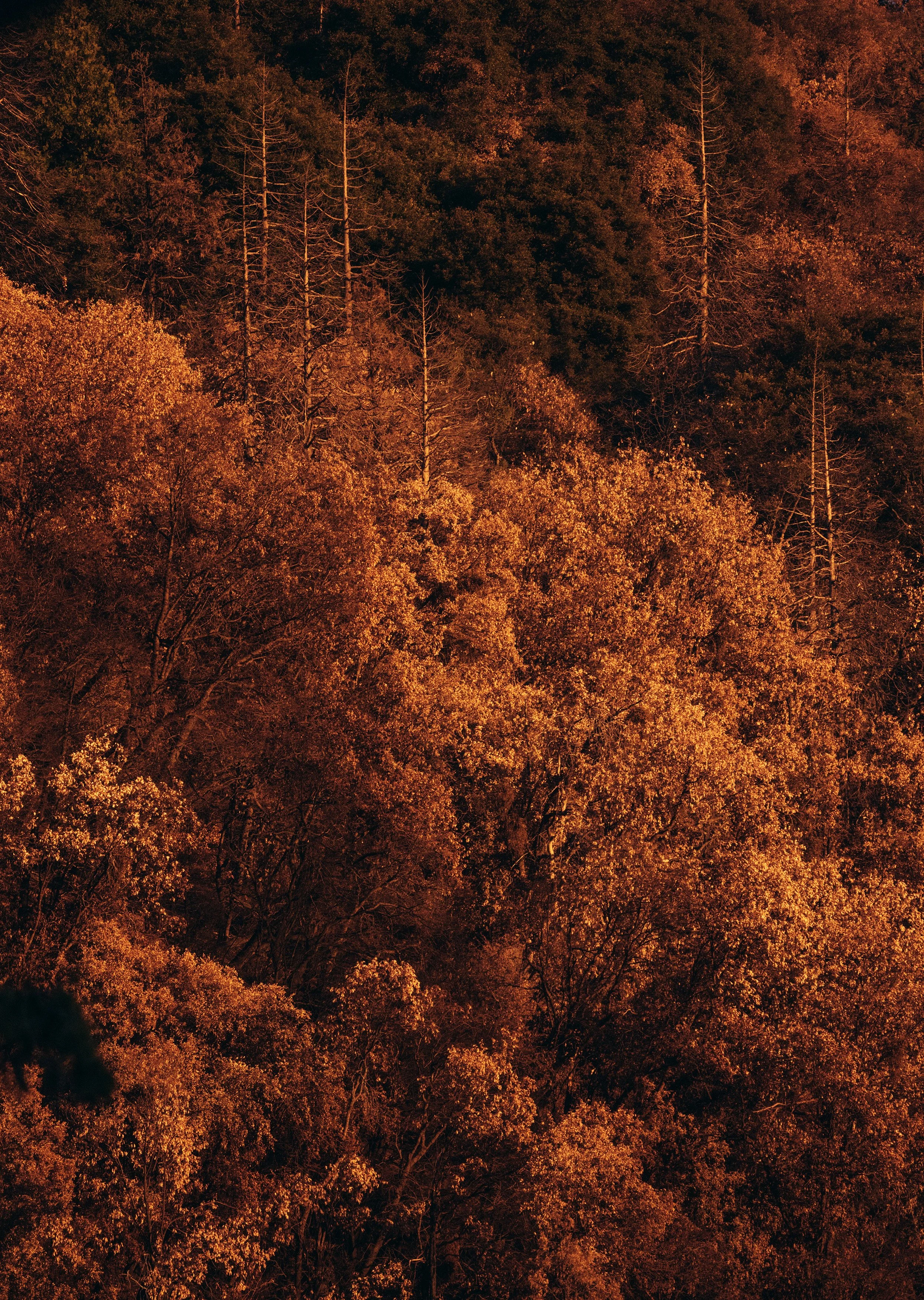 18 sequoia national forest by aaron feaver.jpg