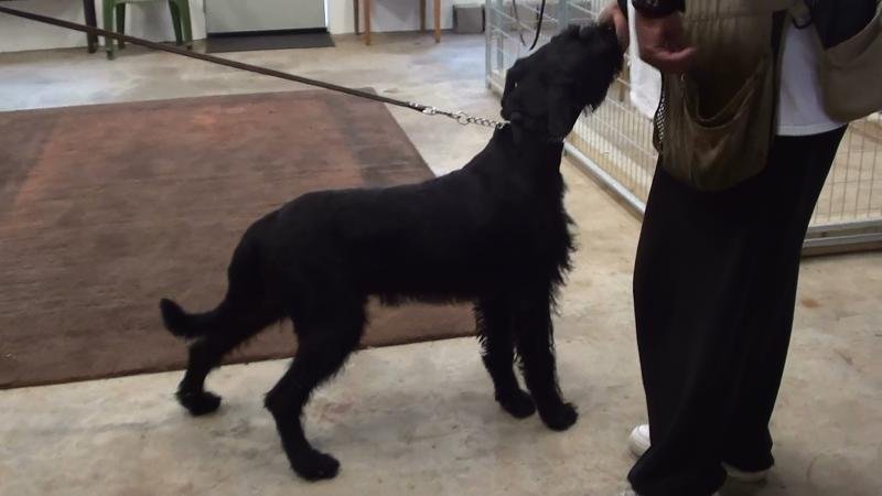 Max working on the "Stand" for examination.