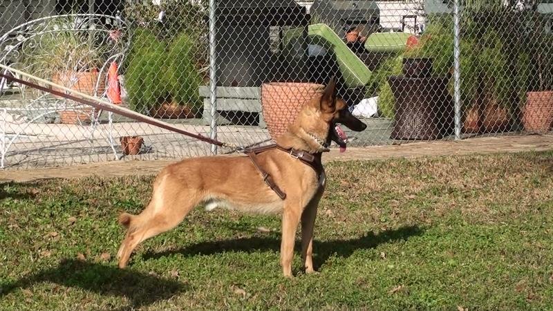 Buck - An Awesome Malinois