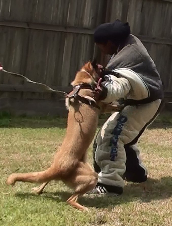 Buck - An Awesome Malinois
