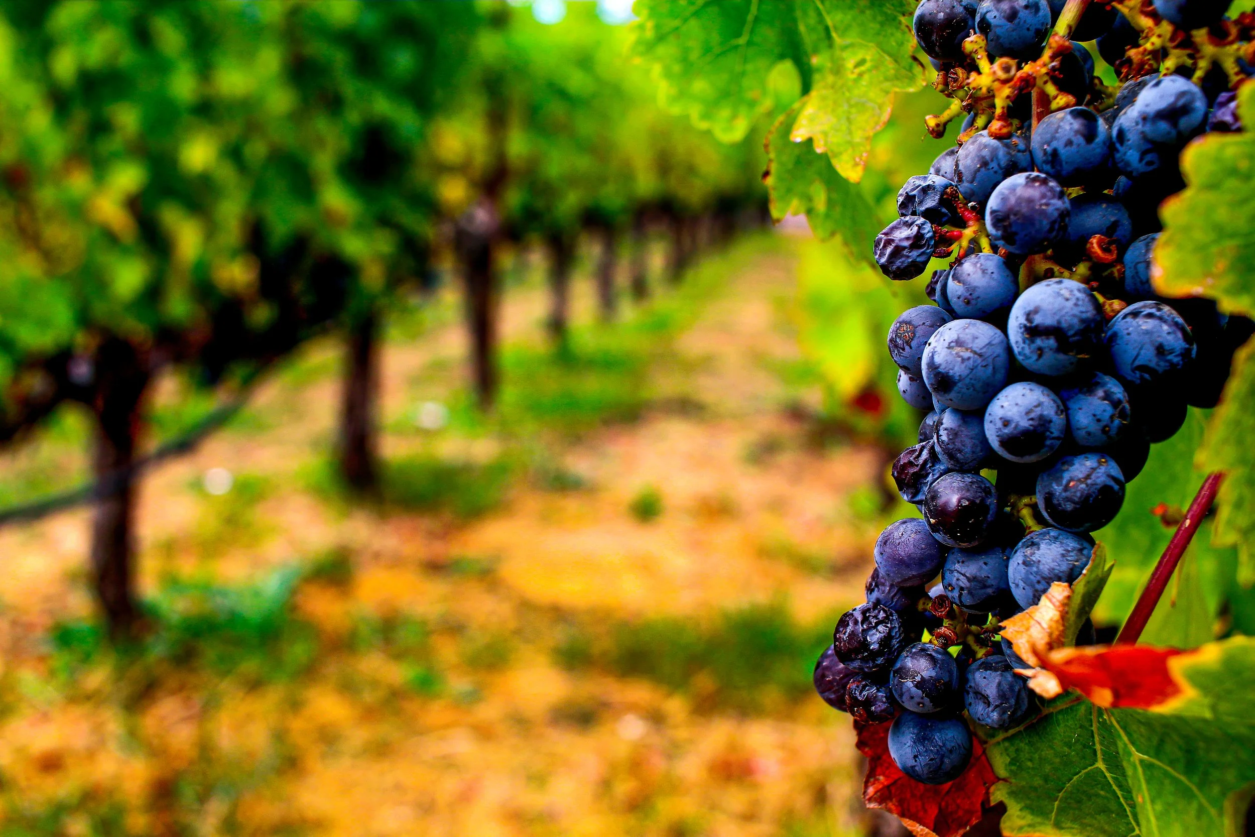 Wines & Vines