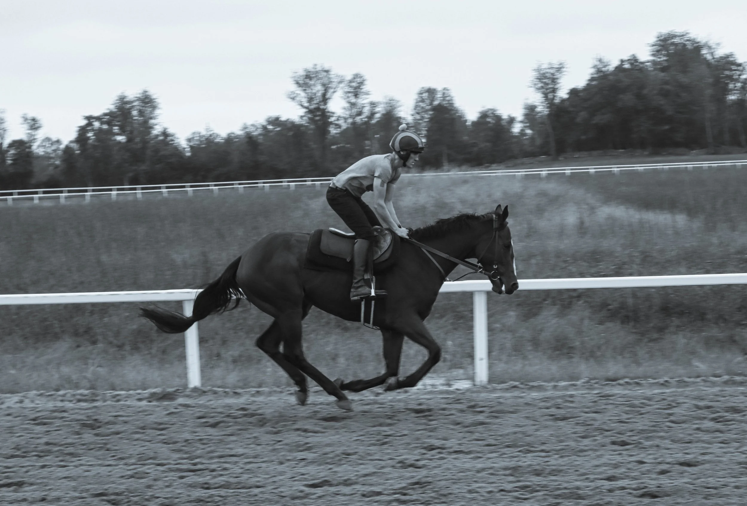 Equus Caballus
