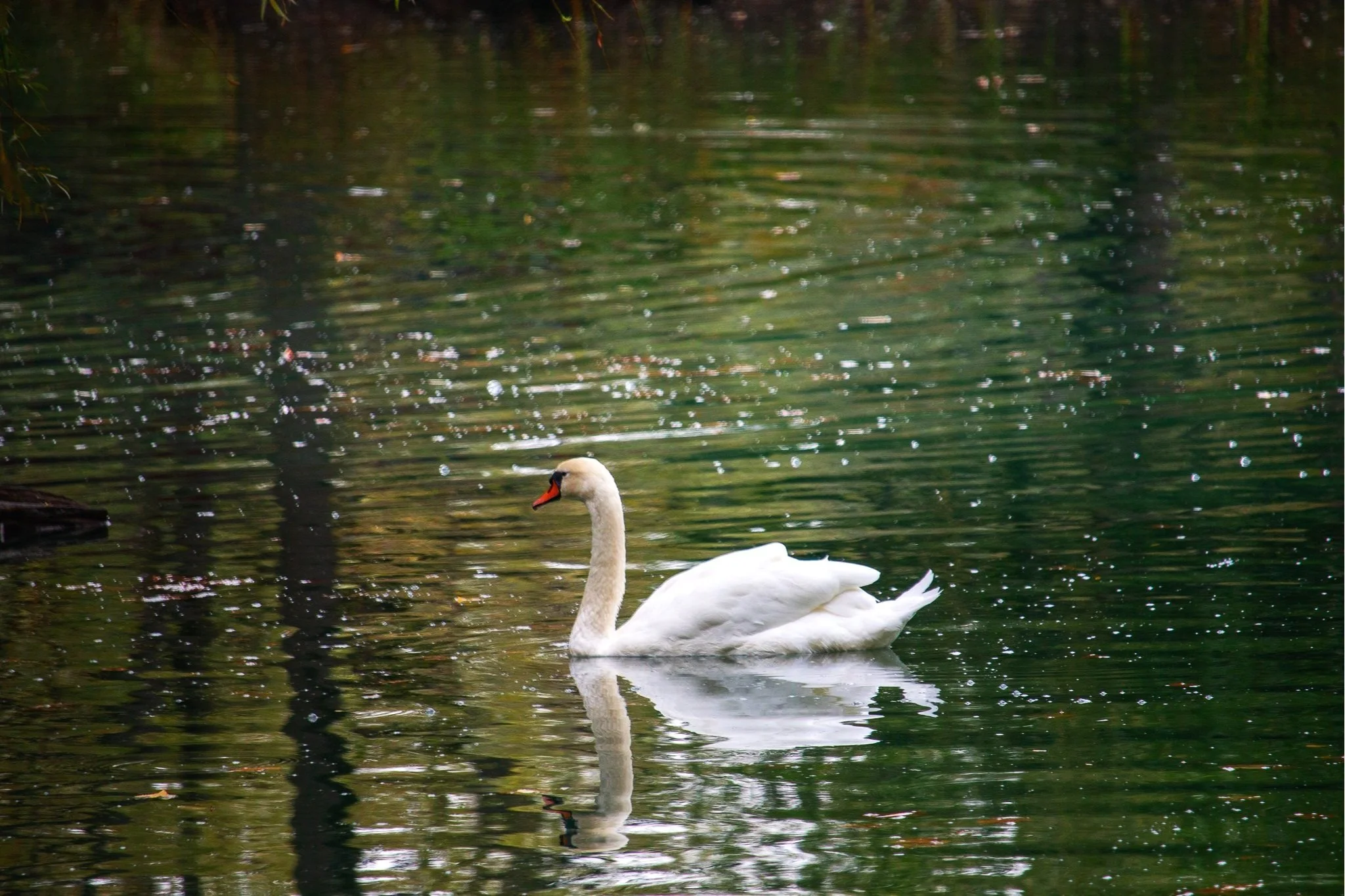 Swan Lake