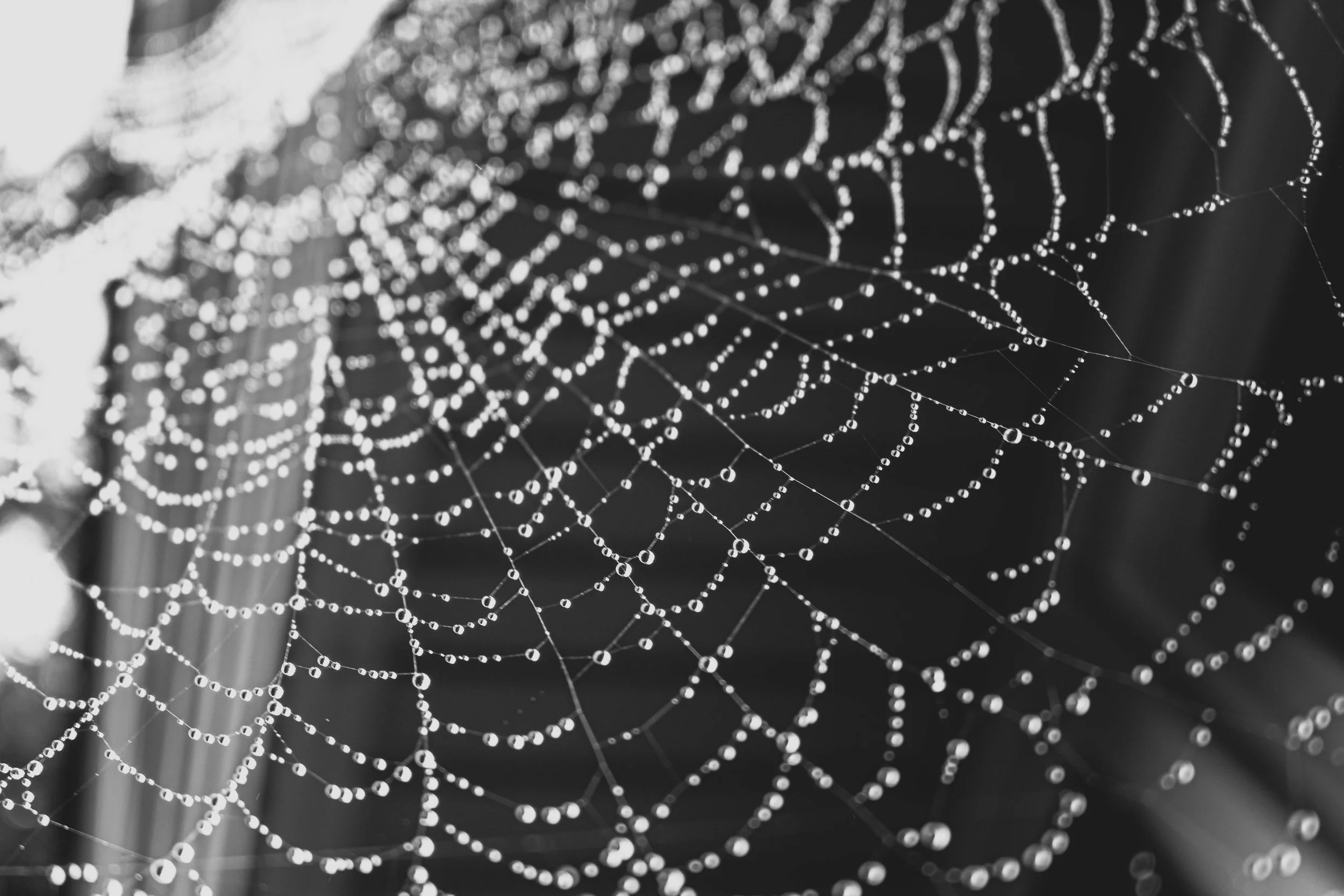 Silk and Pearls