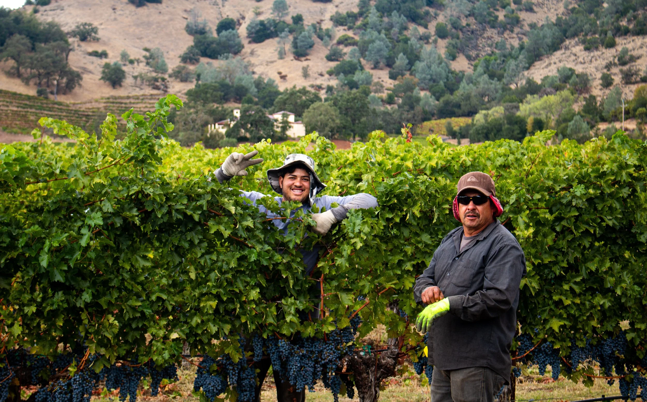 The Grape Pickers at Montelena