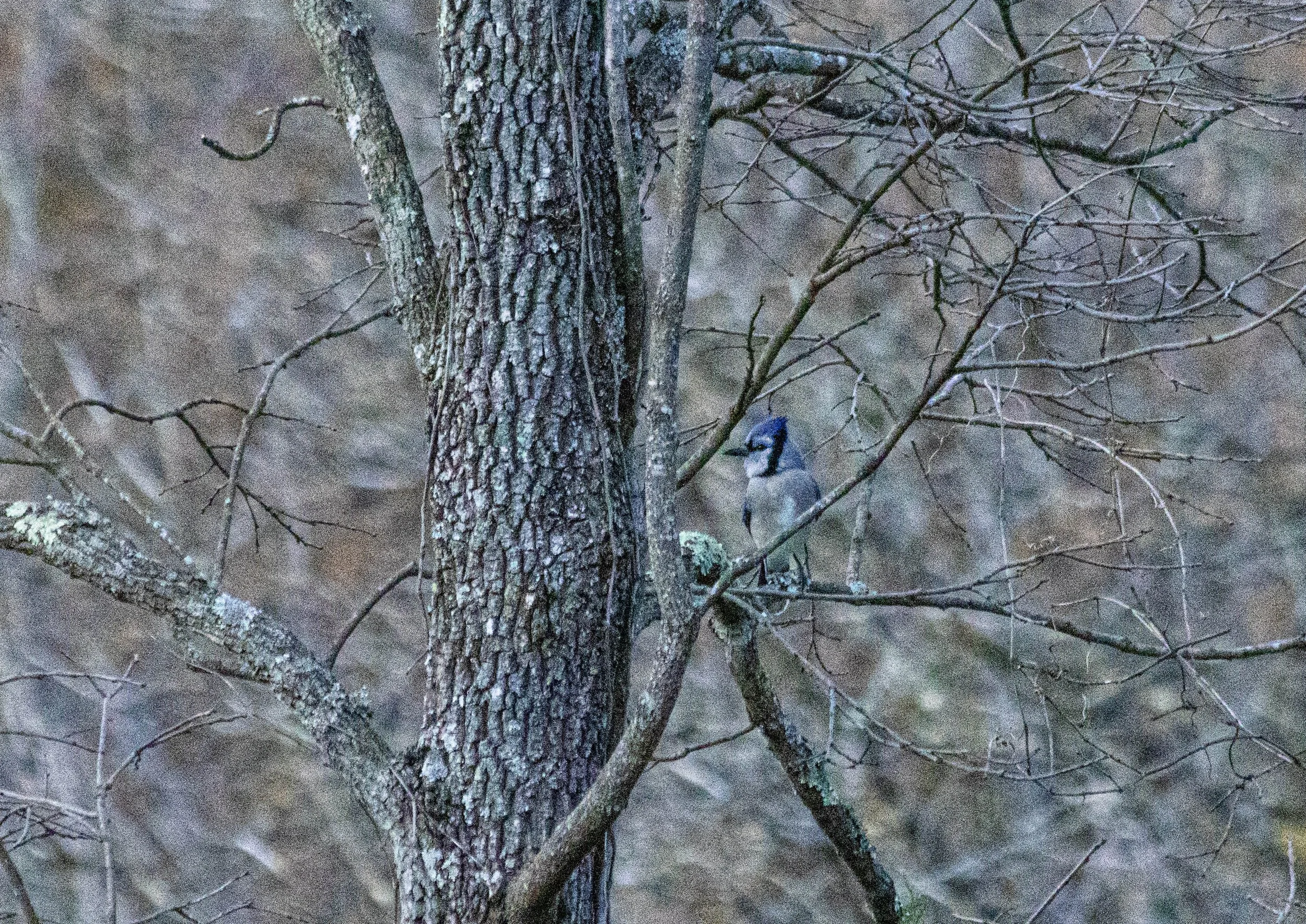 Jaybird's Tree