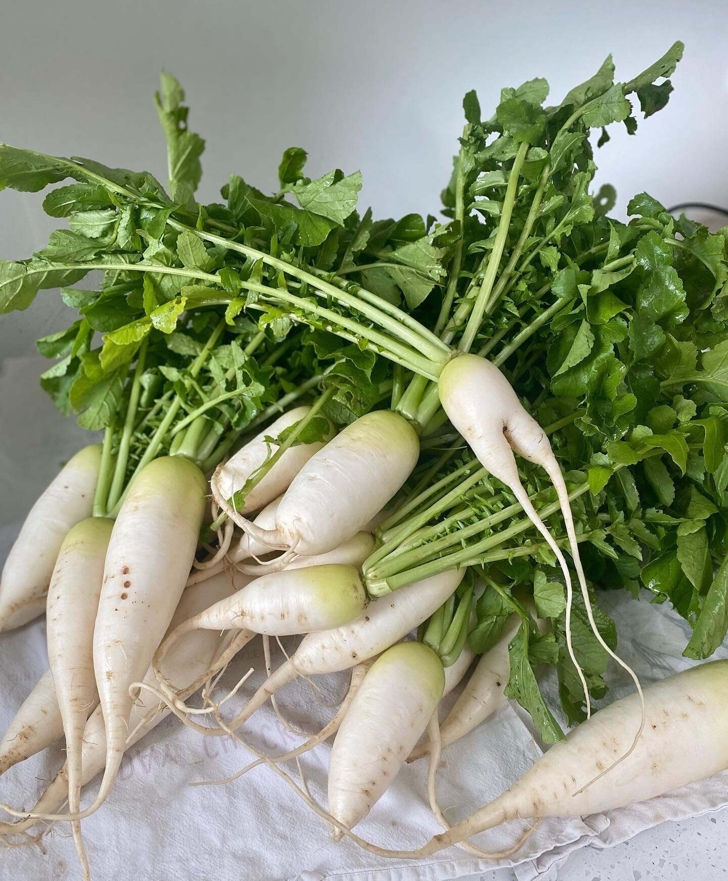 Kkakdugi is finally back in stock! 

Our kkakdugi is made with local daikons, naturally grown by Robin @namayasaifarm in Lewes. Since it&rsquo;s the very beginning of winter radish season, daikon radishes are quite small now but will grow bigger thro