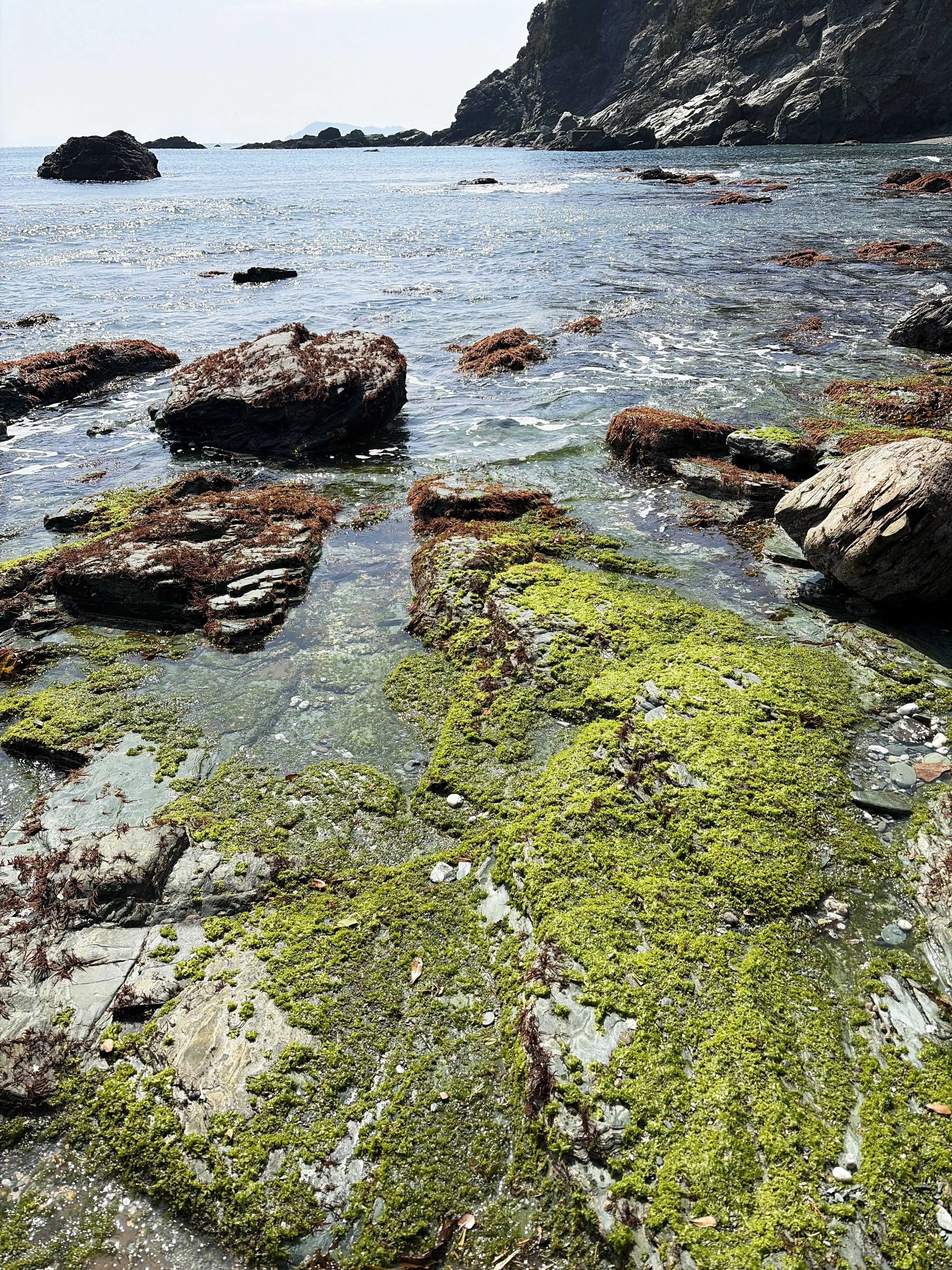 手前から奥へ、浅い海水が入り込む岩場が広がっています。大きな平たい岩には鮮やかな緑色の苔がびっしりと生え、その間を透明な水が流れています。周囲の岩には赤褐色の海藻も付着しています。穏やかな波が岩に当たり、白い泡を作りながら揺れています。奥には青い海と切り立った岩壁が見え、海と苔に覆われた岩が織りなす、自然豊かな海辺の風景です。