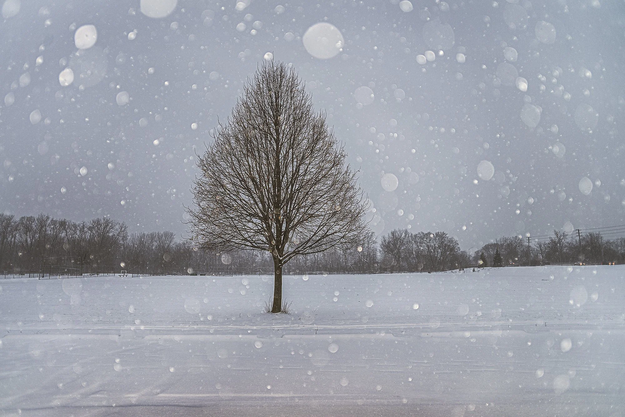 ロンドン　カナダ　オンタリオ州　パスウェイ　　雪　　木　london canada ontario Pathway snow tree