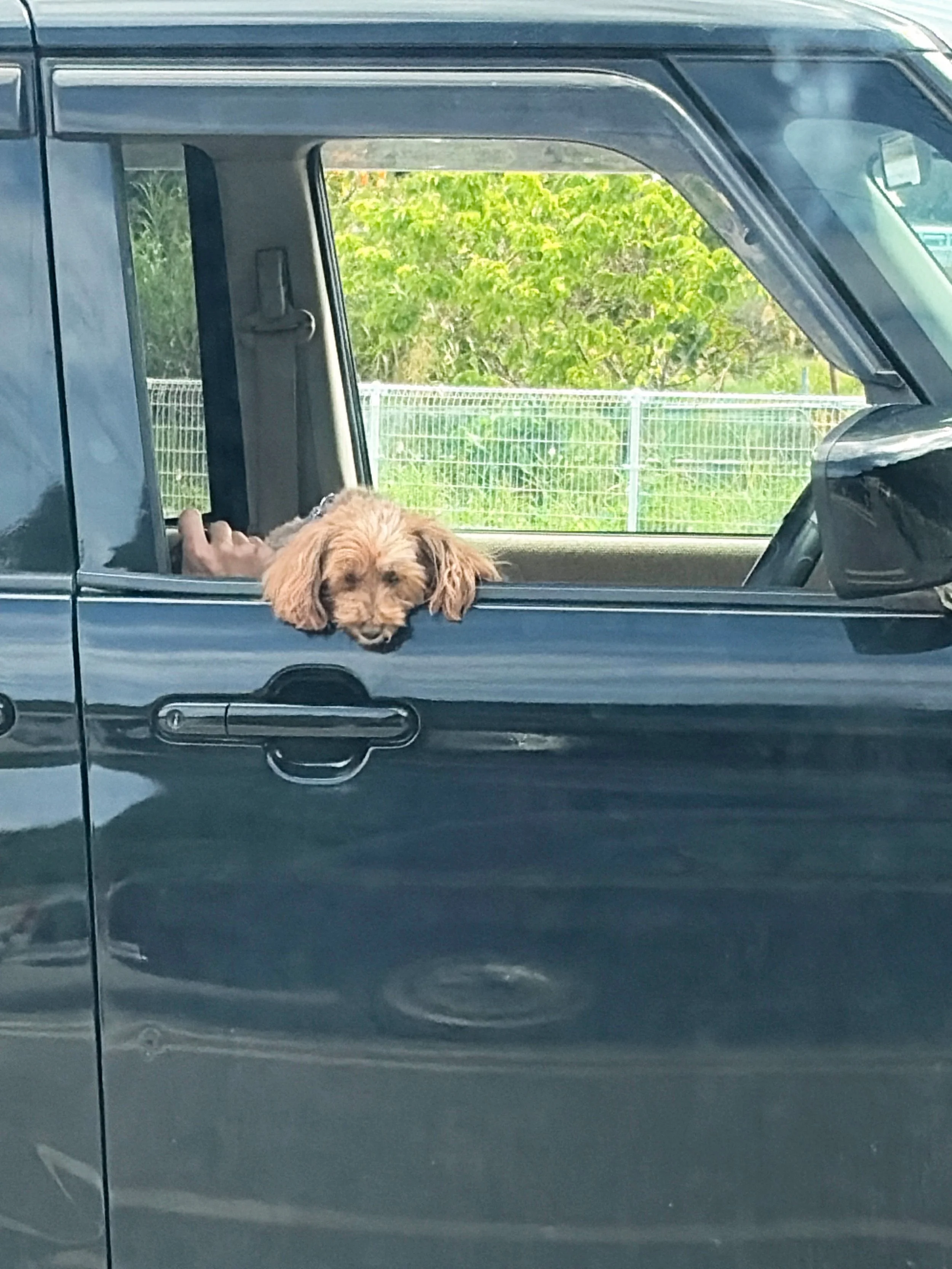 濃い青色の車を横から写した写真です。開いた窓から、茶色くふわふわした毛の小型犬が顔を出し、前足を窓枠にかけています。犬は眠たそうな表情で、あごを窓枠に乗せ、こちらを見つめています。車内には運転席やハンドルが見えます。背景には緑の木々と白い金網のフェンスが広がり、明るく穏やかな昼間の雰囲気です。