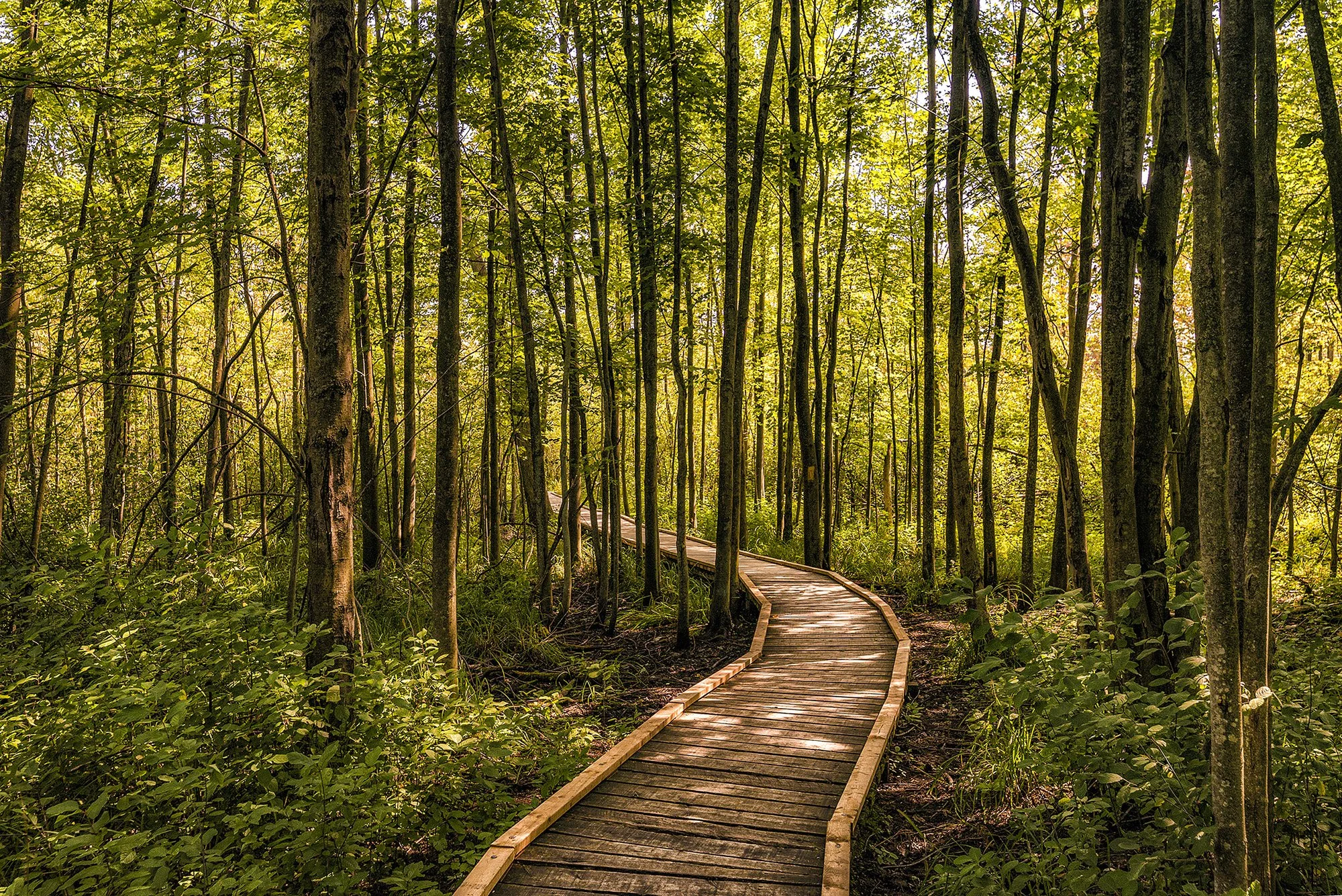 ロンドン　カナダ　オンタリオ州　森林　グレン・ケーン・パーク　london canada ontario forest Glen Cairn Park 