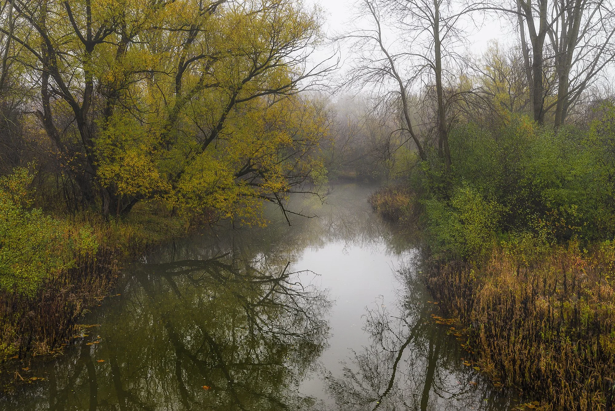 ロンドン　カナダ　オンタリオ州　川　木　反射　london canada ontario  river tree Medway Creek pathway reflection