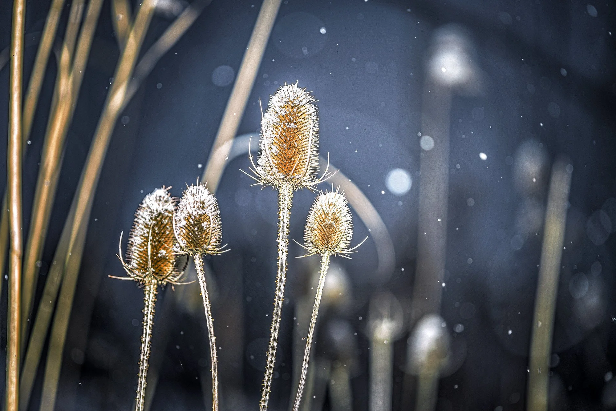 ロンドン　カナダ　オンタリオ州　パスウェイ　　雪　london canada ontario Pathway snow 