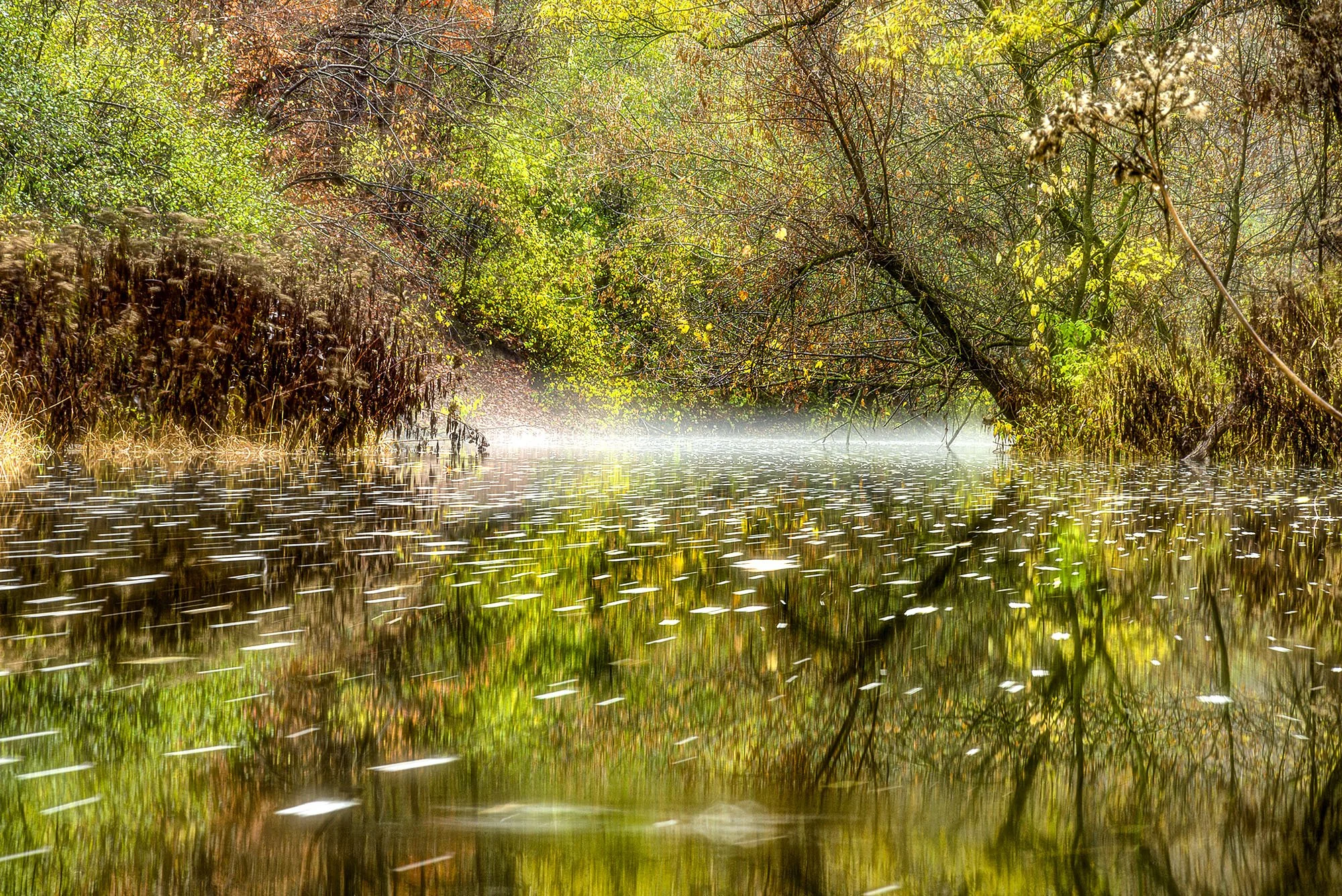 ロンドン　カナダ　オンタリオ州　川　木　反射　london canada ontario  river tree Medway Creek pathway reflection