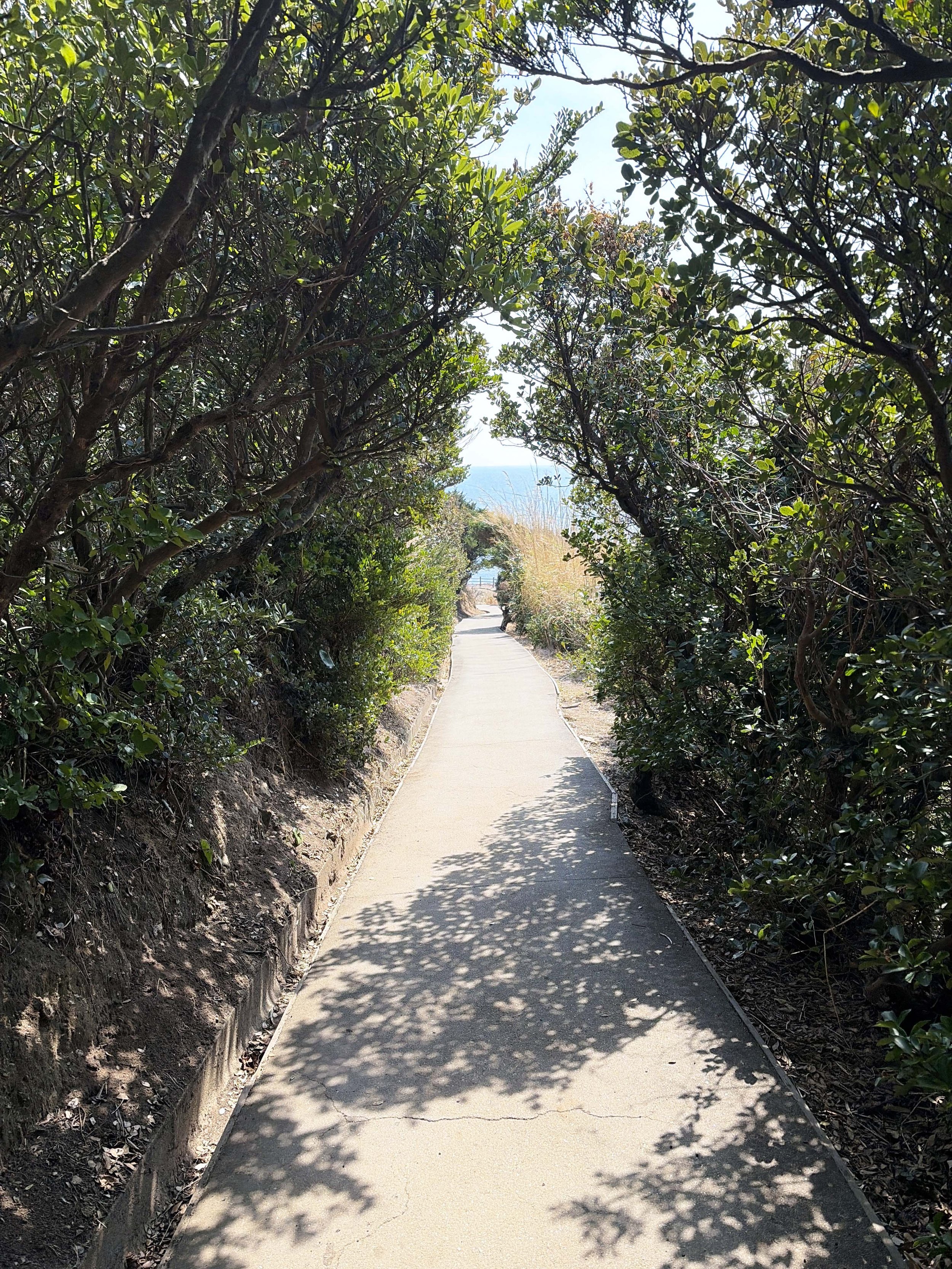 木々に囲まれた細い舗装路が、写真の中央を奥へ向かって伸びています。道の両側には背の高い木々や緑の葉が密集し、まるで緑のトンネルのようです。木漏れ日が路面に葉の形の影を落とし、明るさと暗さが交互に広がっています。道の先には木々の隙間から青い海と明るい空がわずかに見え、海へ向かって歩いているような雰囲気があります。
