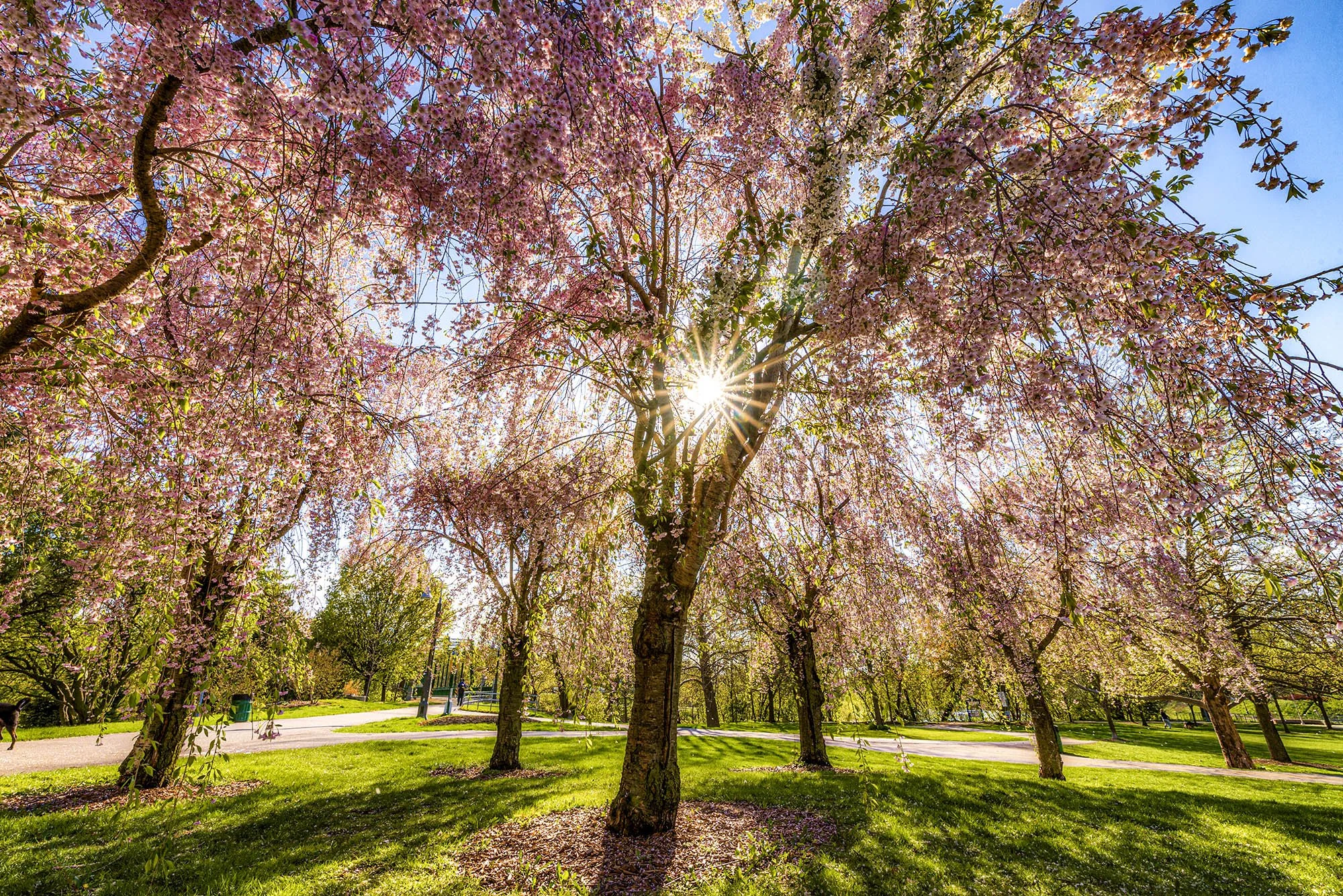 ロンドン　カナダ　オンタリオ州　桜　太陽　london canada ontario  cherry blossoms sun 