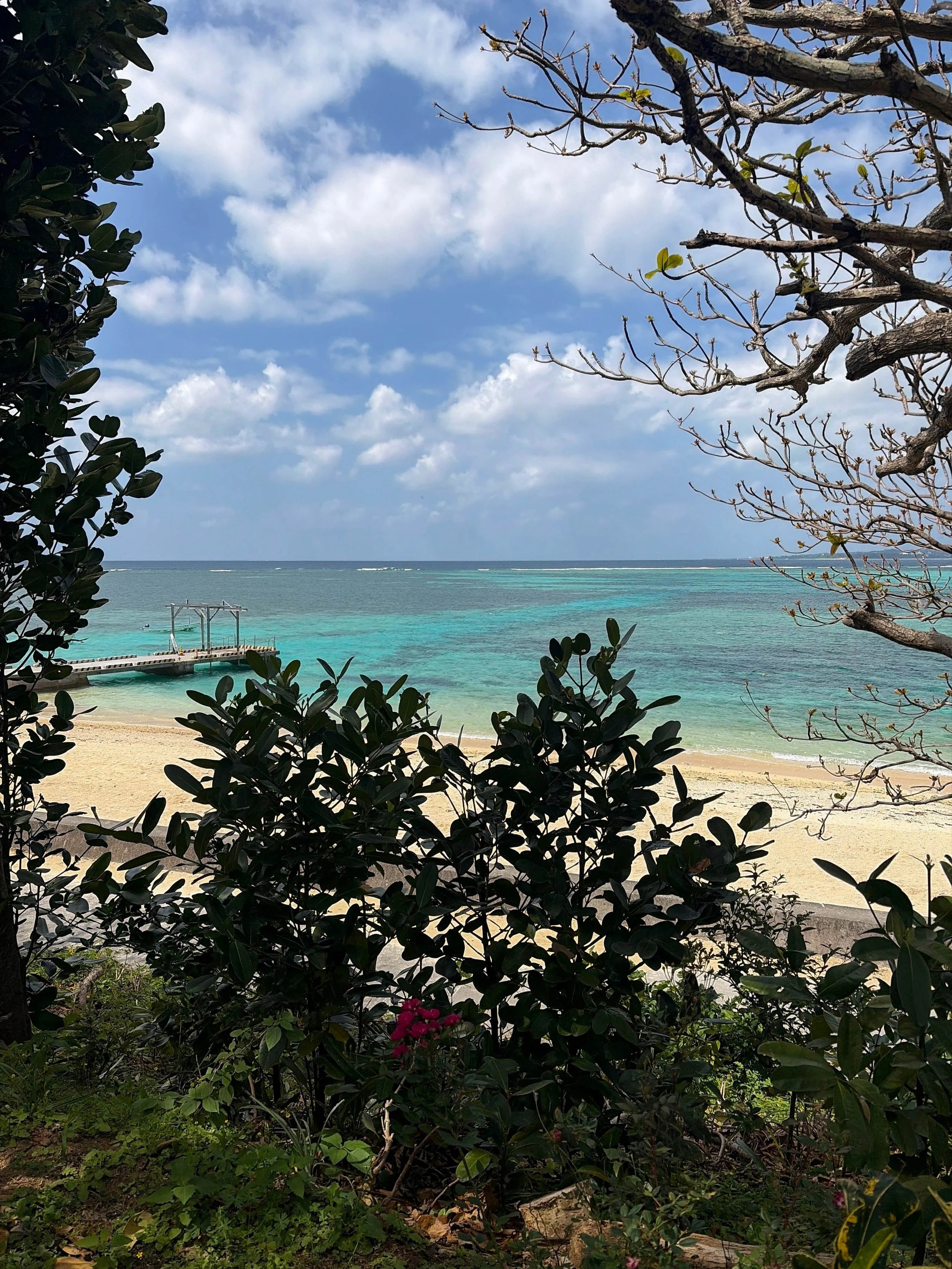 備瀬の浜を高台から見下ろした風景です。手前には濃い緑の葉を茂らせた木々が広がり、その間から白く細かな砂浜が見えています。浜の左側には海へ伸びる小さな桟橋があります。海は淡い水色から鮮やかなエメラルドグリーンへと変化し、沖合には白い波が帯状に浮かびます。空は青く、白い雲がゆったりと広がっています。右上には枝を大きく伸ばした木が入り、南国らしい開放感を感じさせる一枚です。