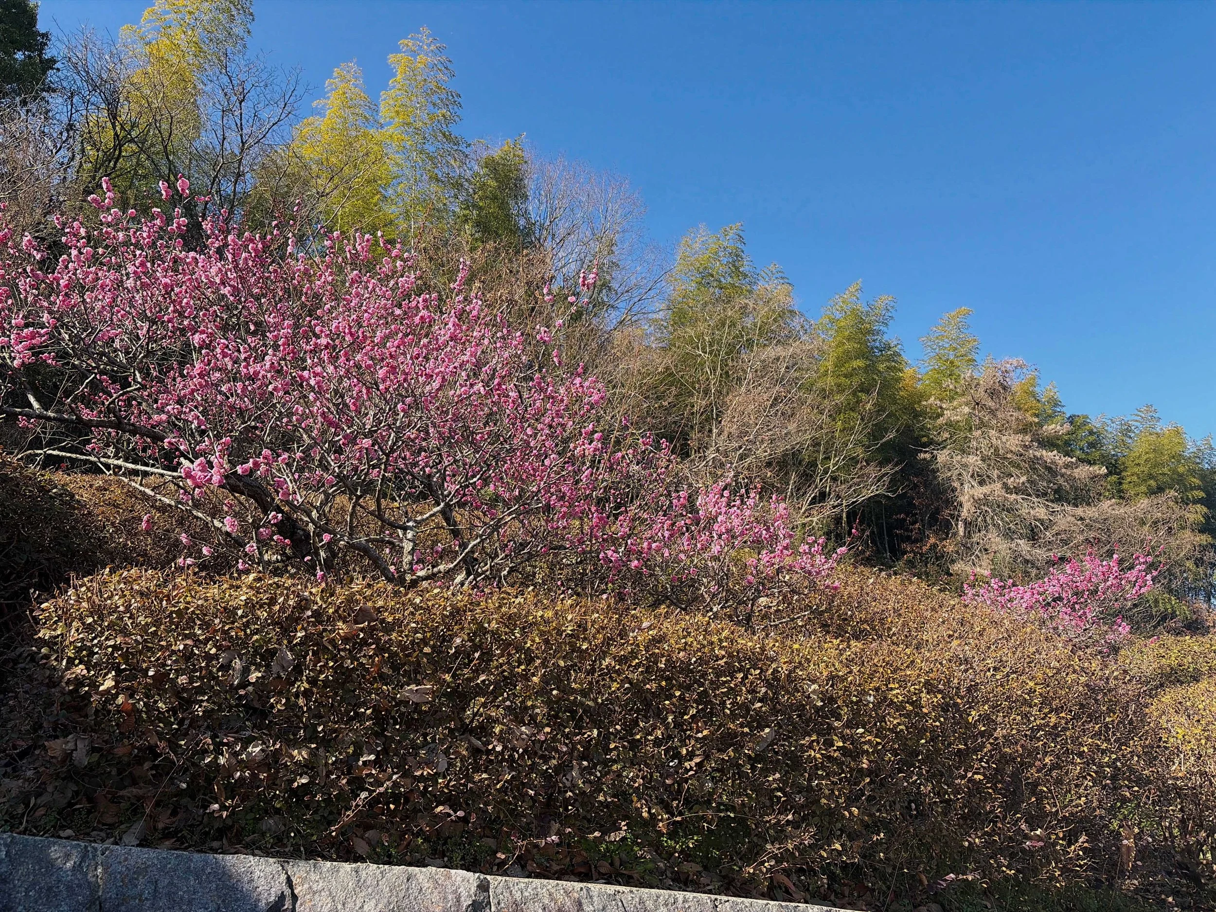 道の駅 みろく　香川　香川県　梅
