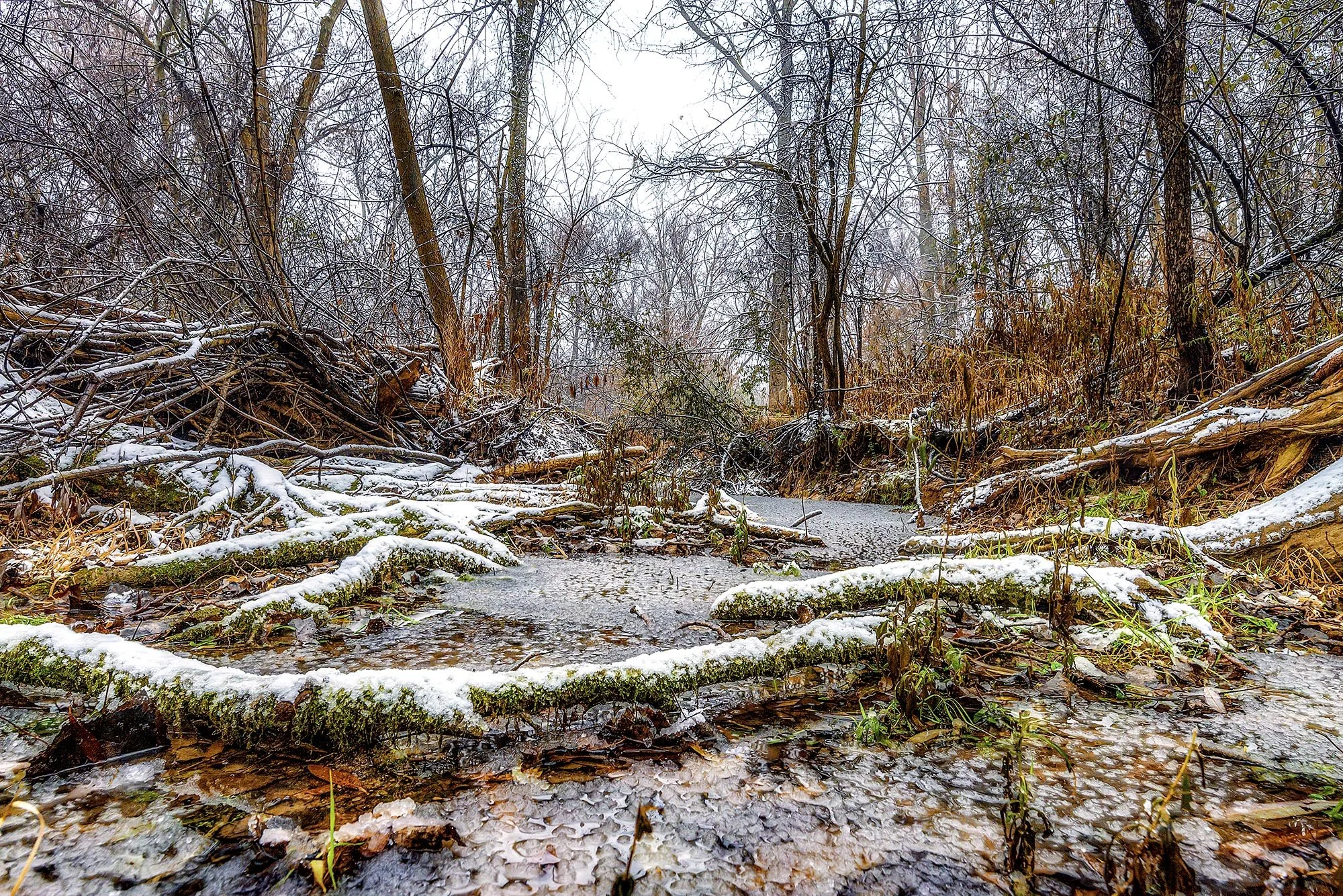 ロンドン　カナダ　オンタリオ州　川　木　反射　雪　london canada ontario  river tree Medway Creek pathway reflection snow
