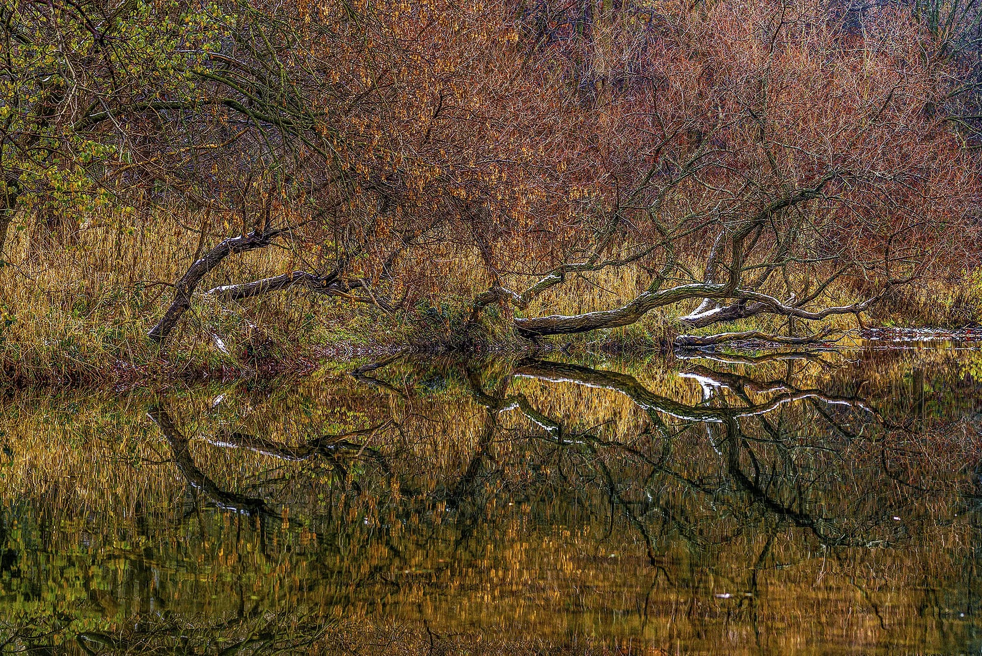 ロンドン　カナダ　オンタリオ州　川　木　反射　紅葉　london canada ontario  river tree Medway Creek pathway reflection Autumn leaves 