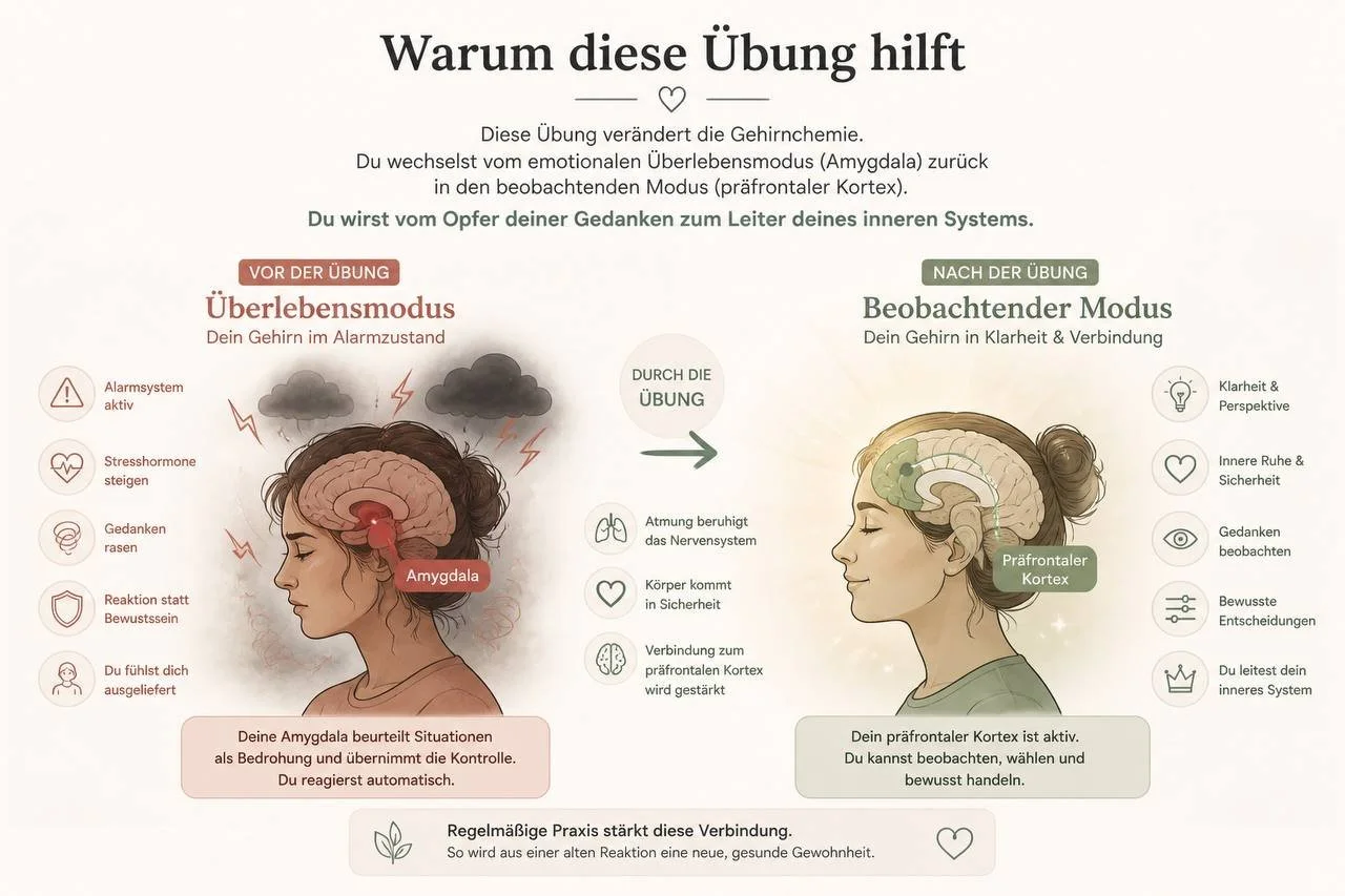 Grafik über Gehirnchemie bei cPTSD und toxischer Scham