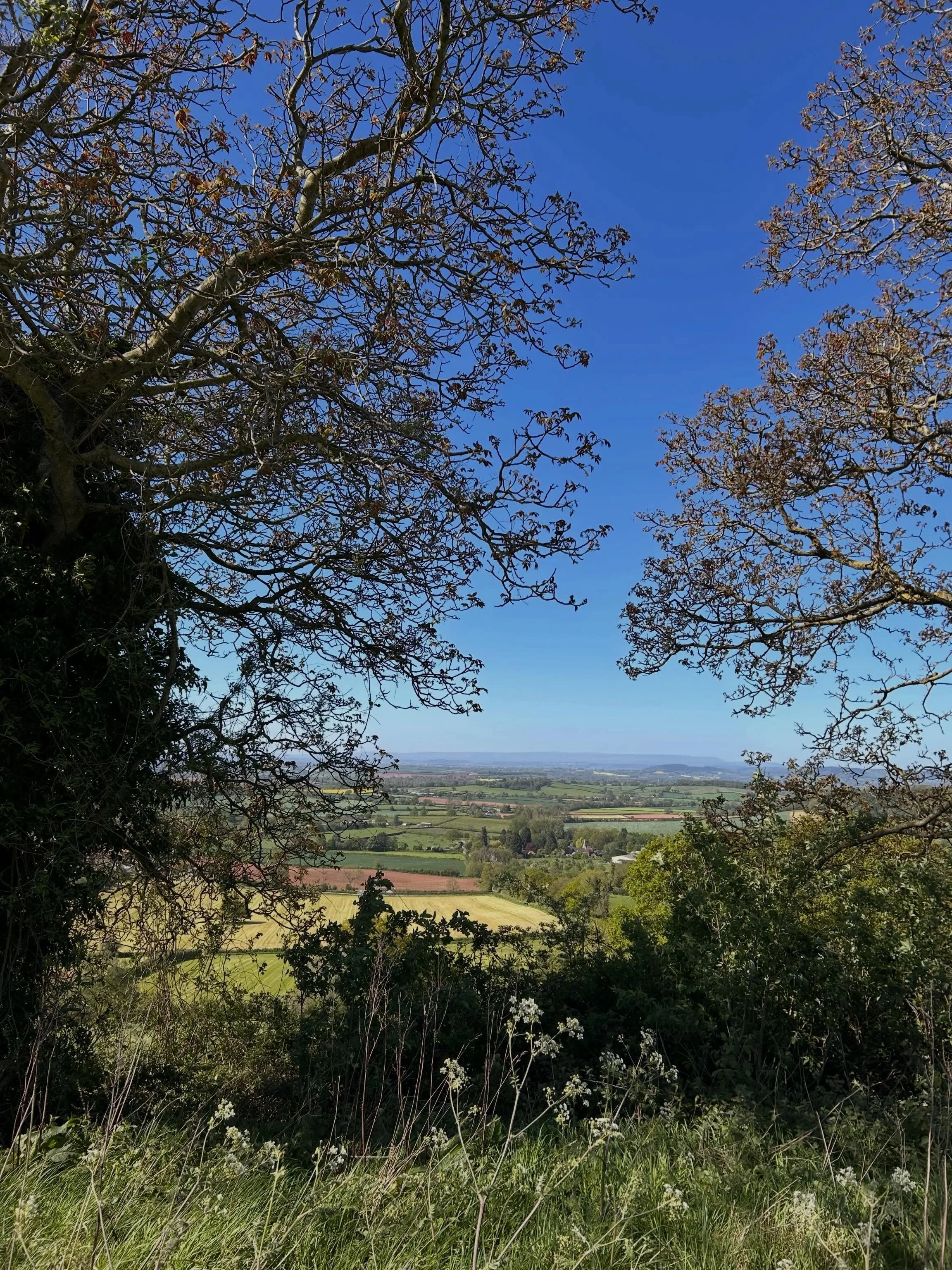 I couldn&rsquo;t resist this view of the stunning Herefordshire countryside whilst on another Hereford Bull photoshoot .👌I&rsquo;m so lucky to get to visit some very special locations in the name of art🎨 watch this space in the coming weeks to see 