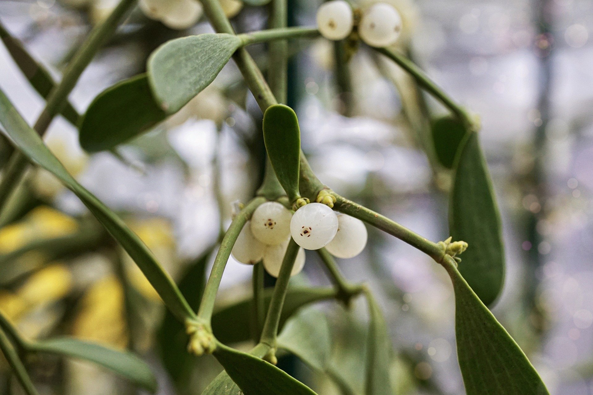 mistletoe-ga0bf4585b_1920.jpg