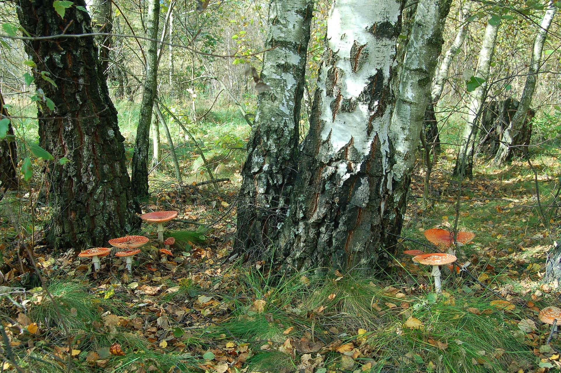 mushrooms-1231605_1920.jpg