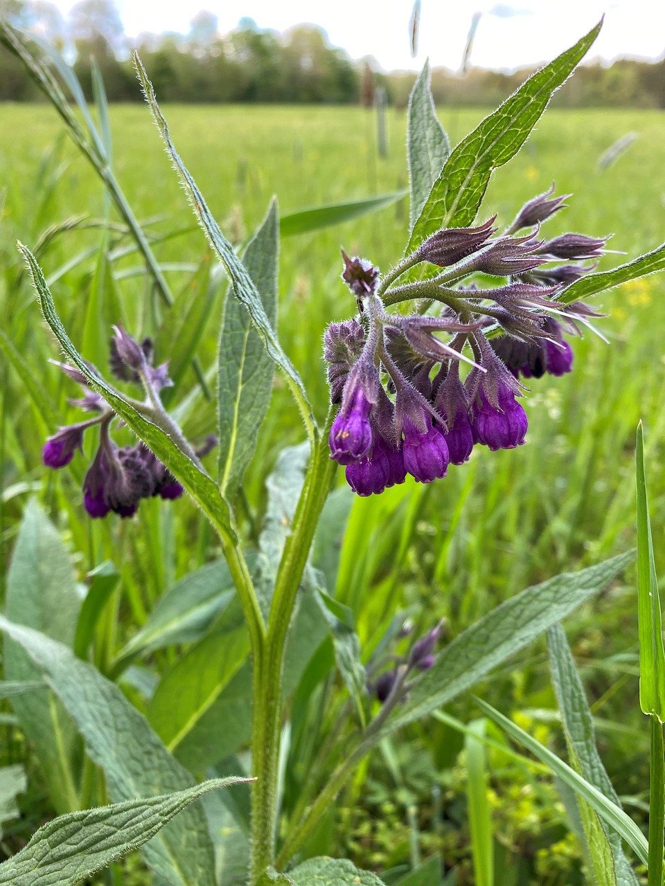 comfrey-6266289_1280.jpg