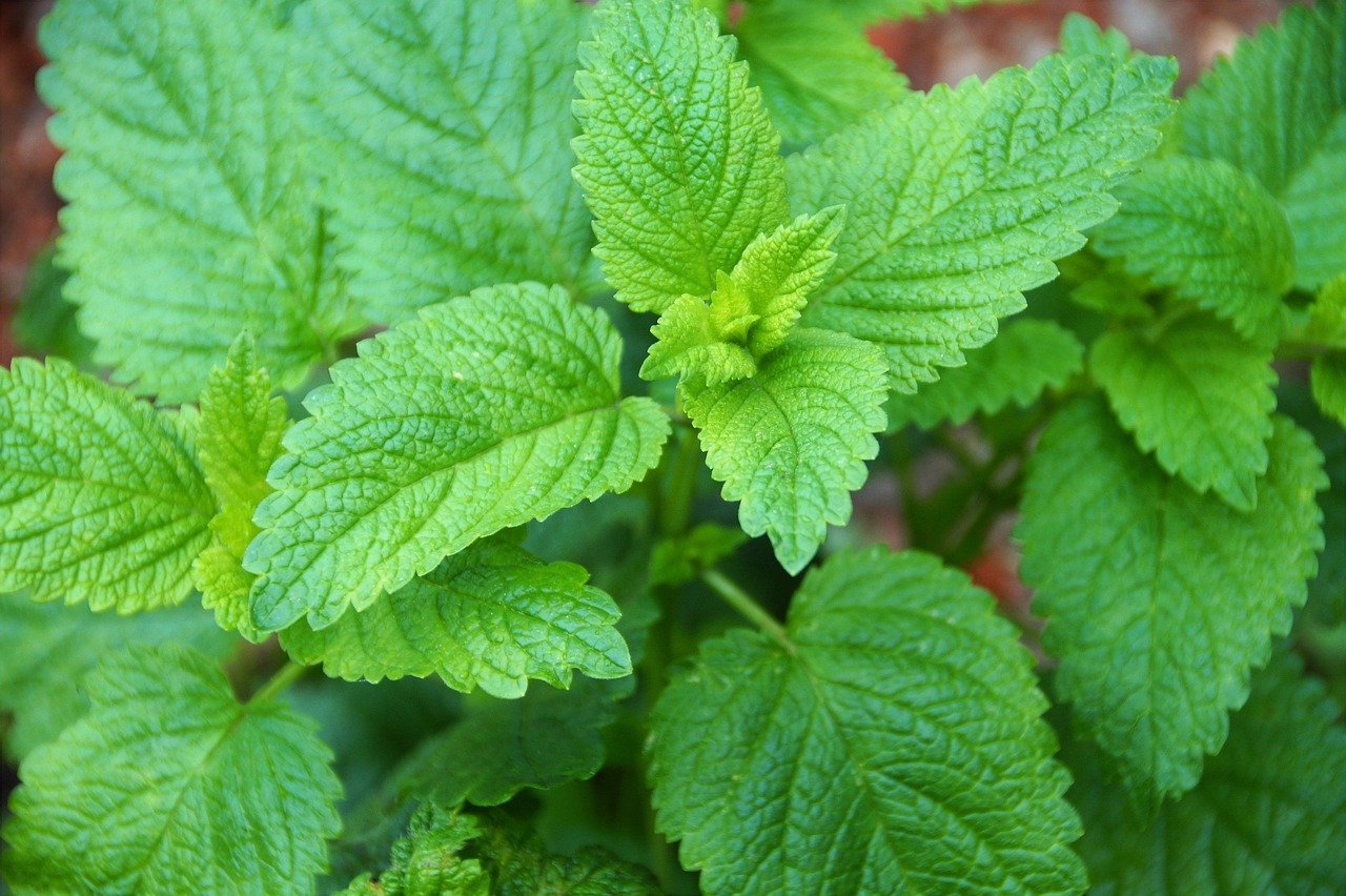 lemon-balm-5218673_1280.jpg