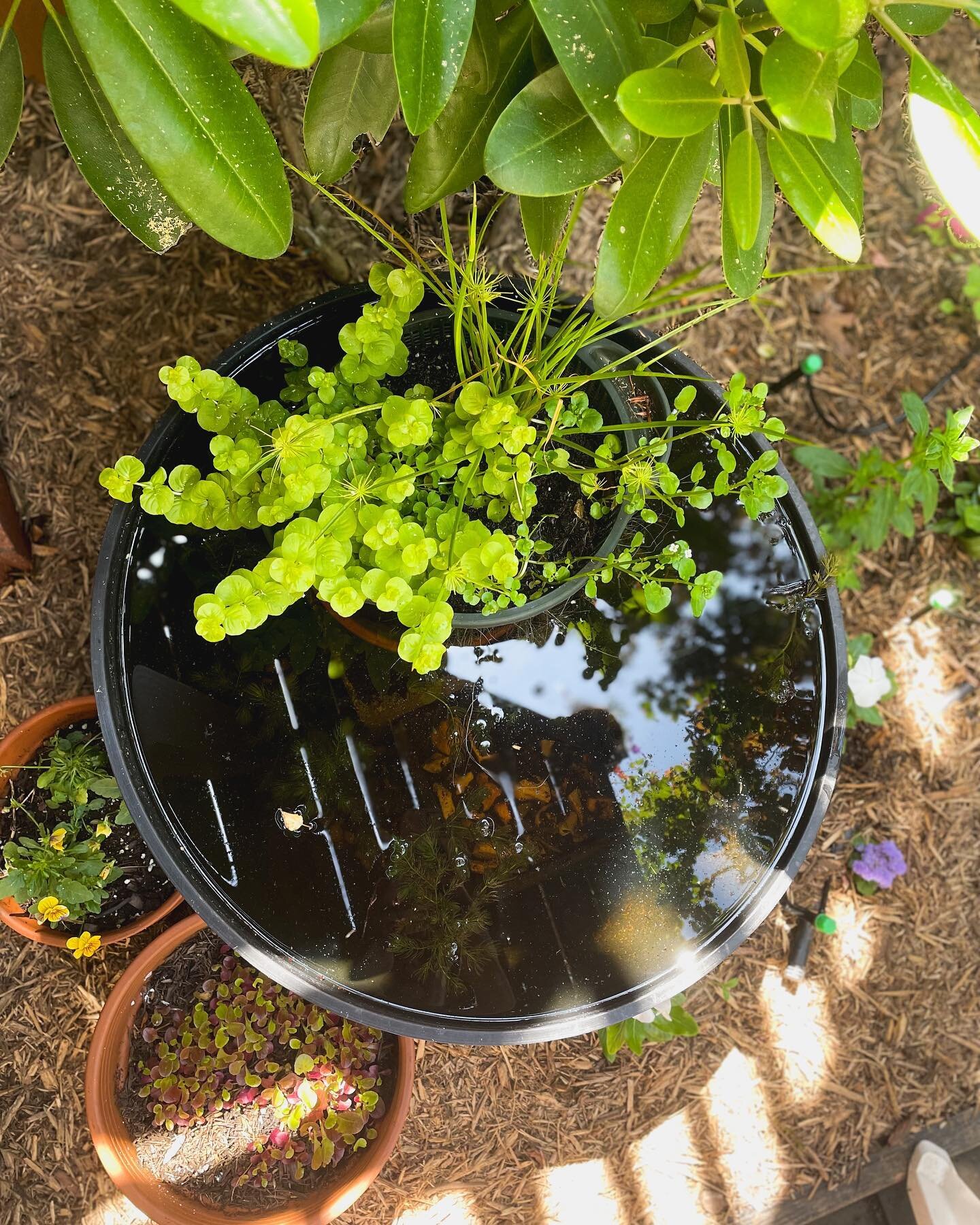 The Container Pond! 

I am in love with this container - it is so fun and is bringing so much interest and life to the garden this year. Birds come to drink and the light bouncing on the water brightens up a shady corner of the garden.

A couple very