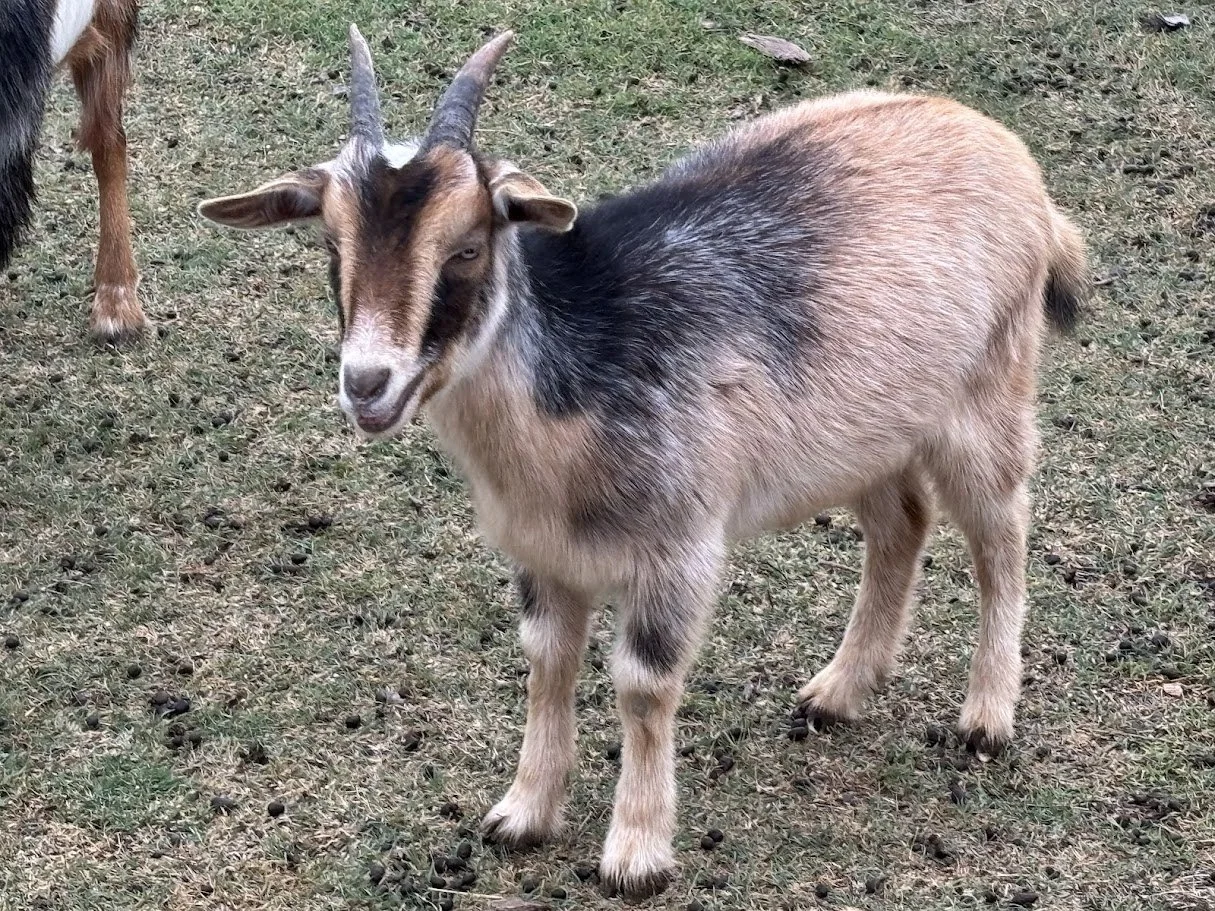 Zoe.jpg