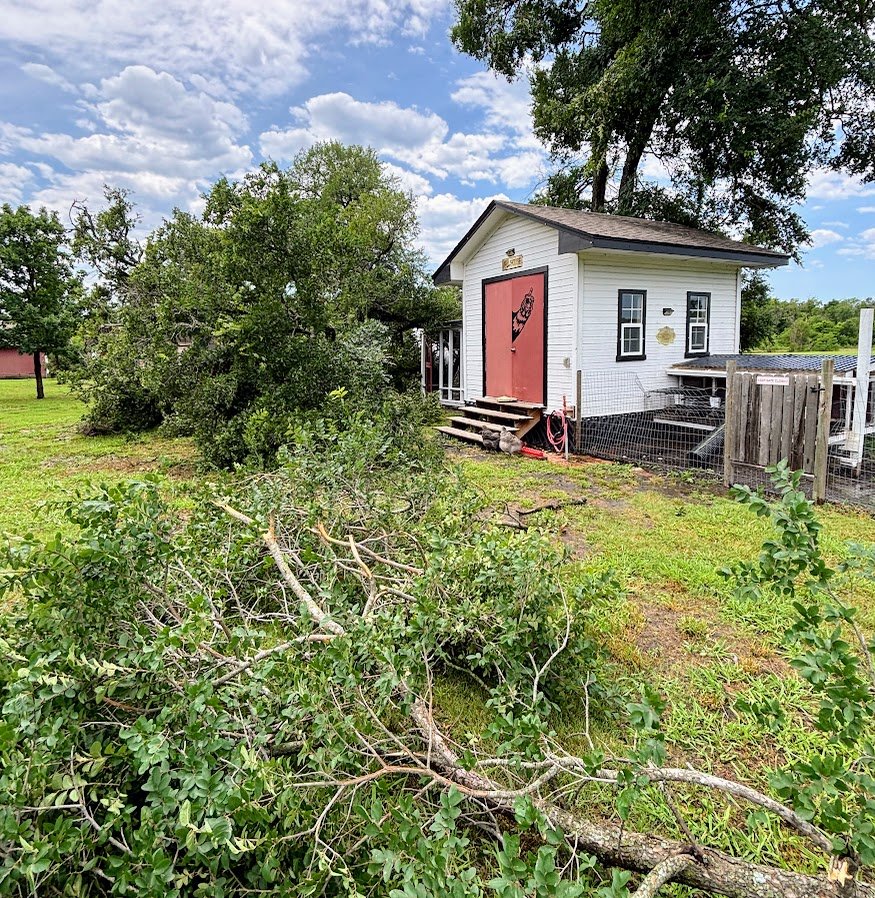 Tree on Hen House.jpeg