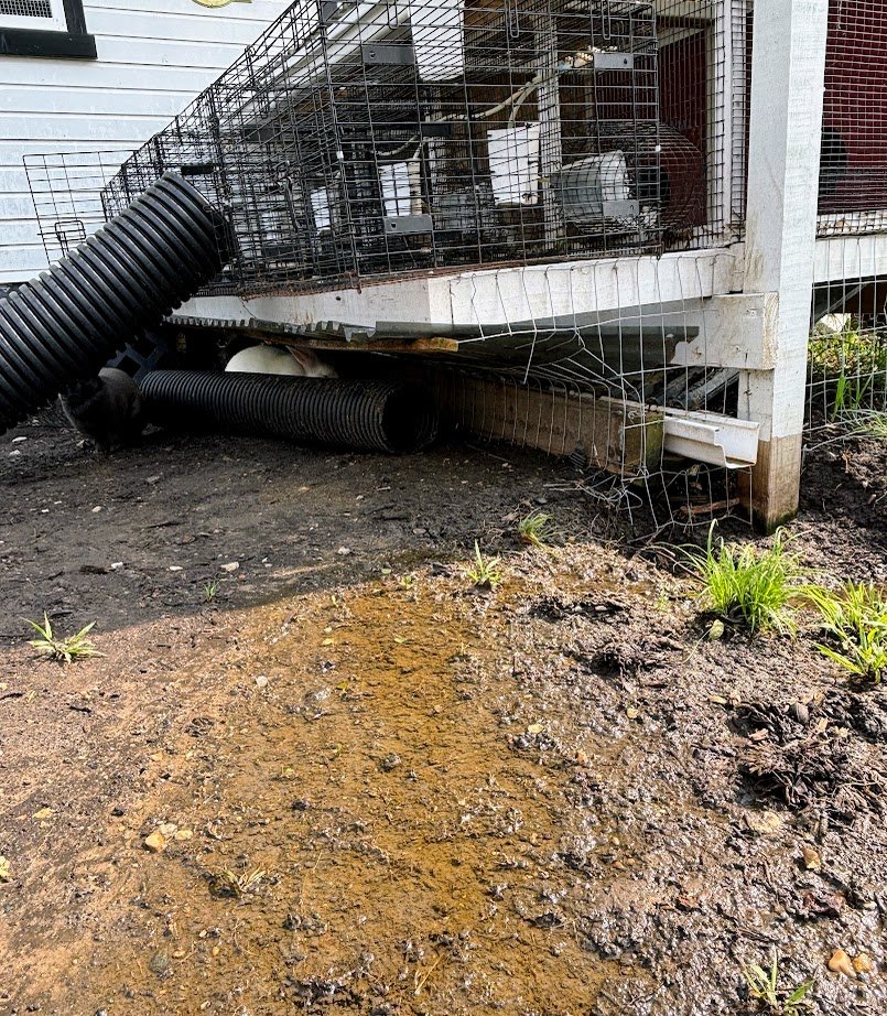 Mucky Rabbit Run.jpeg