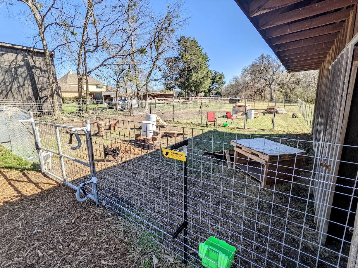 Best Fencing for Dwarf/Mini Goats