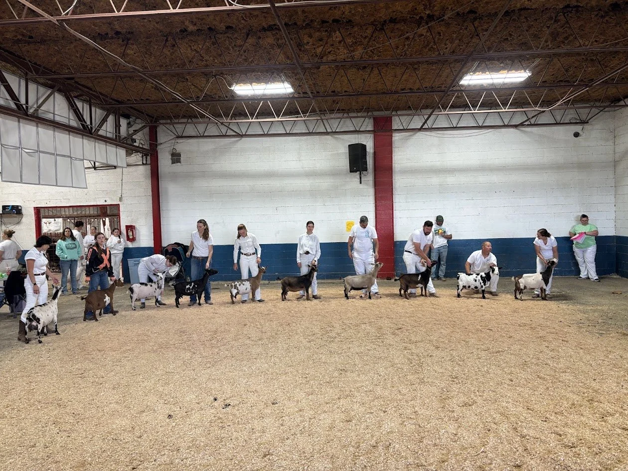 Everything you need to know to attend your first ADGA Goat show.