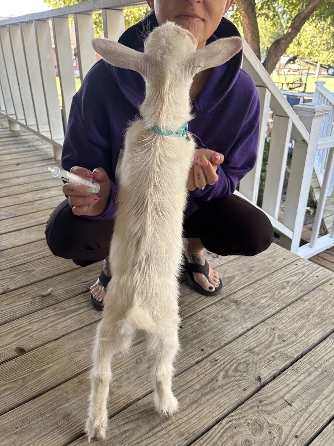 Top Line Lice Treatement Goats.jpg