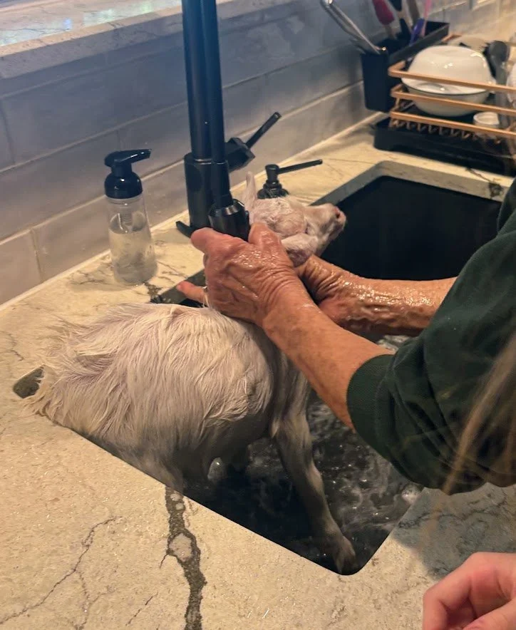 Lice Treatement Post Wash.jpg