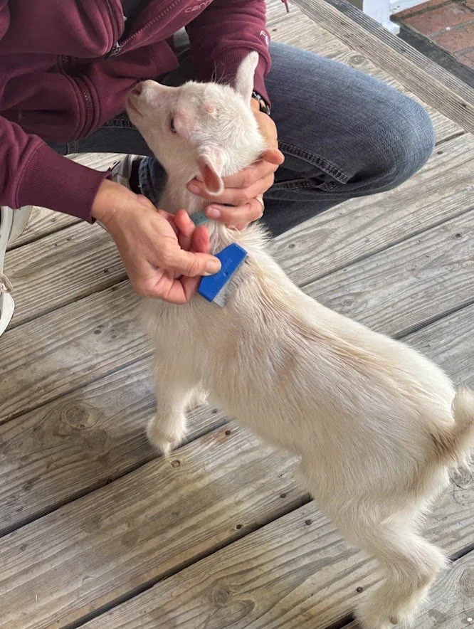 Goat Lice Treatment.jpg