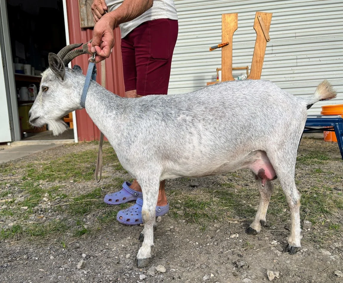 A person standing outdoors holding a gray and white goat with curved horns on a leash. The person is wearing purple Crocs and burgundy shorts, and the goat is standing on dirt with some grass. There is a building with a red wall and a white garage door in the background.