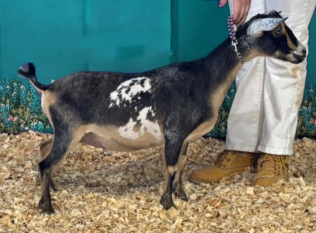 A small goat with black, white, and tan markings stands on wood shavings, held by a person wearing beige pants and brown boots.