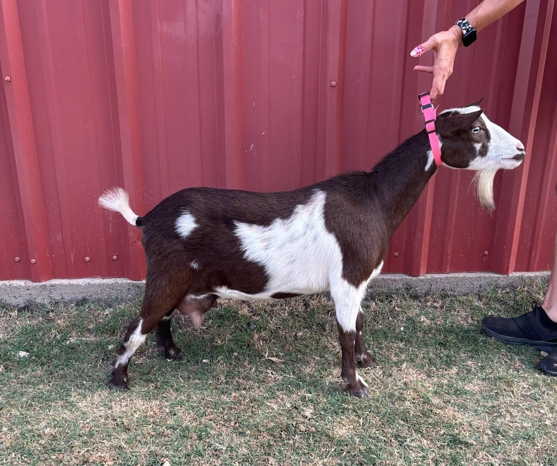 A small goat with white and brown patches being fed by a person through a fence.