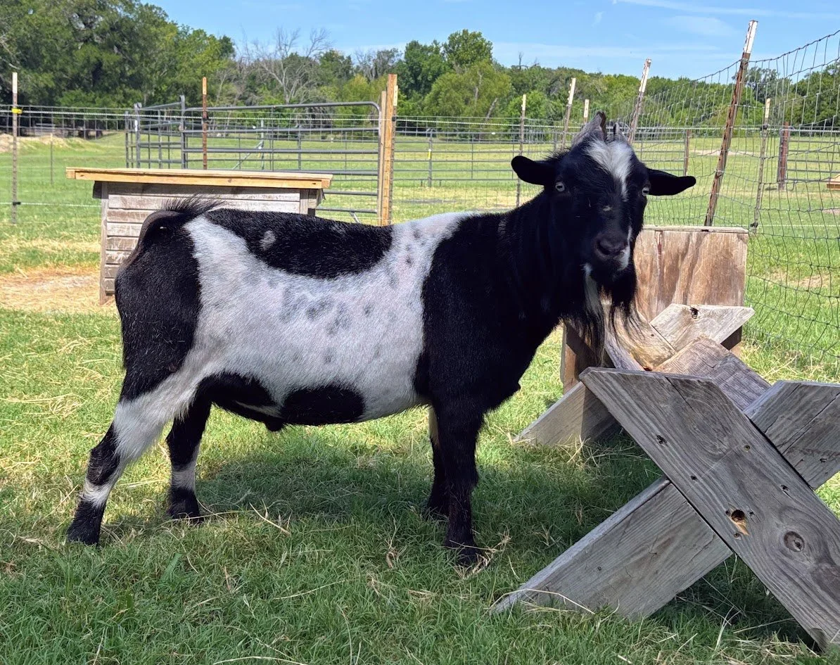 A black and white goat standing on grass and dirt.